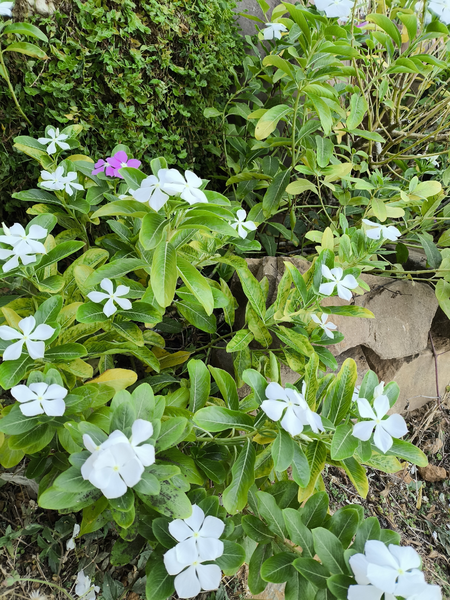 The image shows a garden scene, likely in Agua de Vaca, Venezuela. Foreground features many plants with white, five-petal flowers, interspersed with vibrant green leaves. One pink flower is also visible. These plants appear to be a ground cover variety. In the background, there's a dense patch of smaller green plants, perhaps a creeping vine, covering a wall. To the right, there's a low stone structure or wall, with some foliage growing around it. The ground beneath the plants has a mix of soil and dry plant debris. The light suggests an overcast day. No people, animals, or signs of activity are visible.