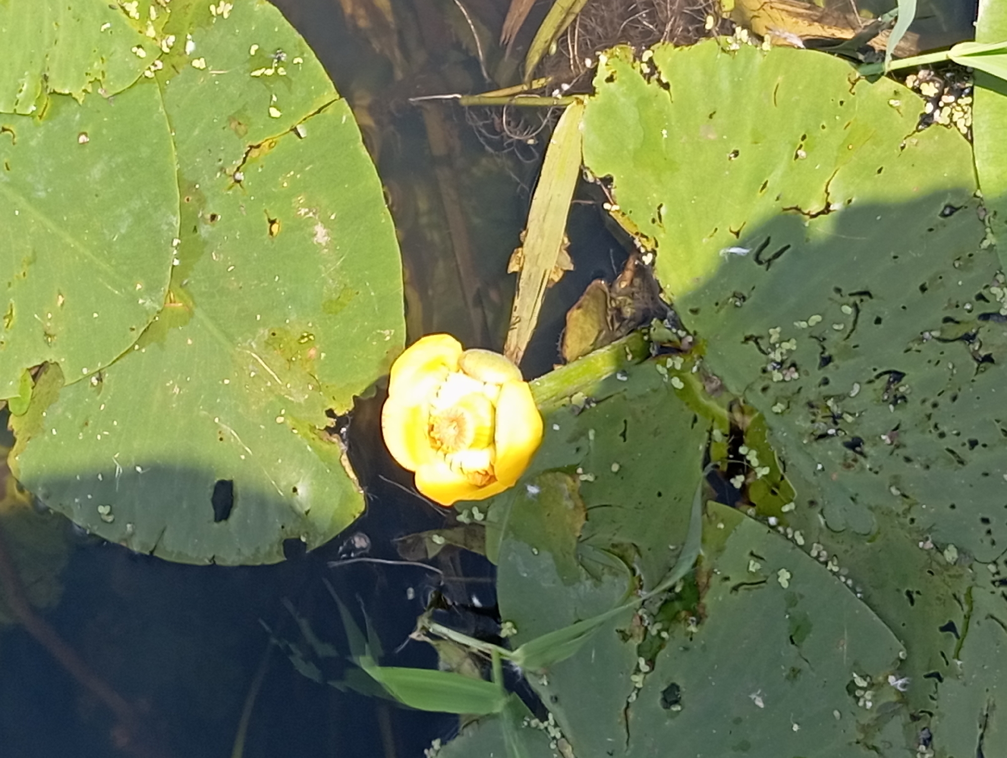 A close-up, high-angle shot shows a single, closed yellow water lily bud emerging from dark, still water surrounded by large, green lily pads in Wasilków, Poland. The lily pads are partially submerged, with some exhibiting small holes and covered in tiny green growths. Sunlight casts shadows across the water and lily pads.