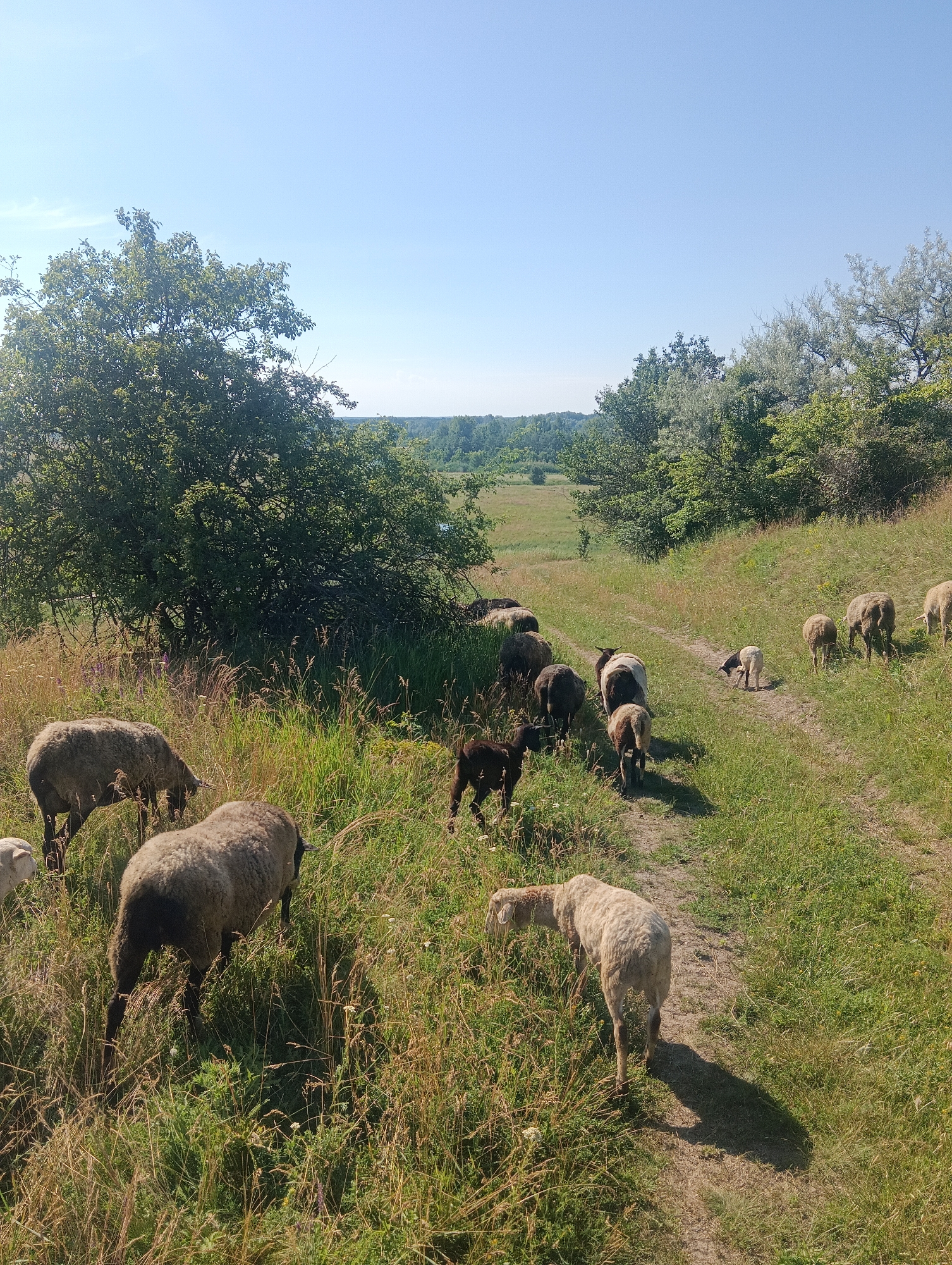 In an outdoor rural setting under a clear blue sky, a flock of sheep grazes on a grassy hillside. A dirt path winds through the scene, with several sheep walking along it and others scattered amongst the tall grass. The foreground features several sheep, one with its head down grazing in the thick, dry grass. Behind it, another sheep is visible. Further up the path, a small black lamb stands out against the lighter green grass. A larger group of sheep is visible further up the path and on the hillside, moving away from the viewer. The background is filled with lush green trees and a hazy expanse of fields, suggesting a natural, undeveloped landscape. The overall impression is one of a peaceful pastoral scene on a sunny day.