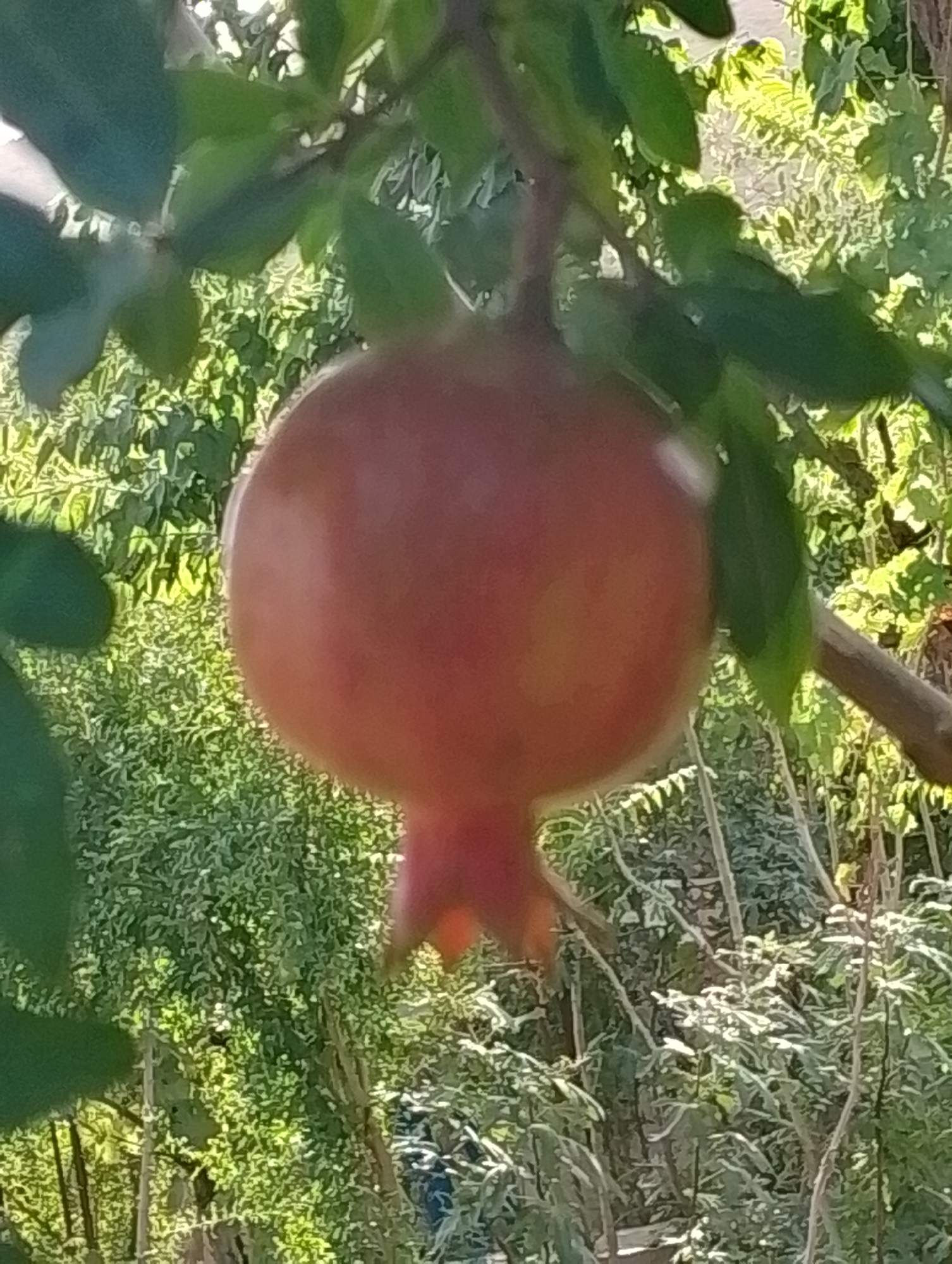 A close-up, outdoor, vertical shot captures a ripe pomegranate hanging from a branch, surrounded by lush green foliage and a wooden branch. The pomegranate, reddish-pink in color, is the central focus of the image, exhibiting its characteristic calyx at the bottom. The background is a blur of green leaves and dappled sunlight, suggesting a natural outdoor setting likely within a garden or orchard. The image does not provide any specific information about the city of Kulob, Tajikistan.