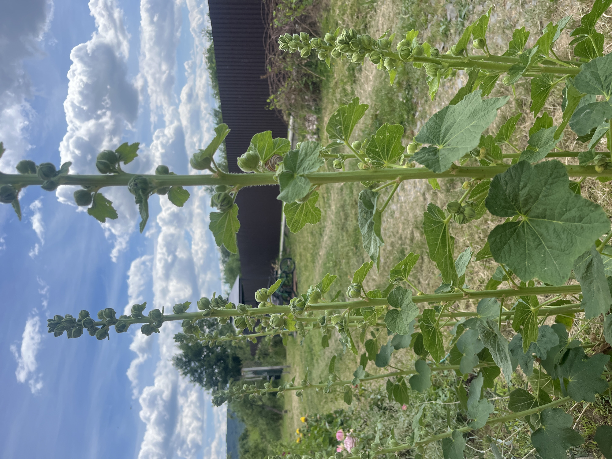 In Onokivtsi, Ukraine, a photograph captures a cluster of tall, green hollyhock plants in the foreground. The plants have numerous buds and large, heart-shaped leaves. The background reveals a grassy yard with a dark brown wooden fence. Beyond the fence, trees and a hill are visible under a bright blue sky dotted with fluffy white clouds. A bicycle and a small gazebo can be seen in the yard. There are no people present in the image.