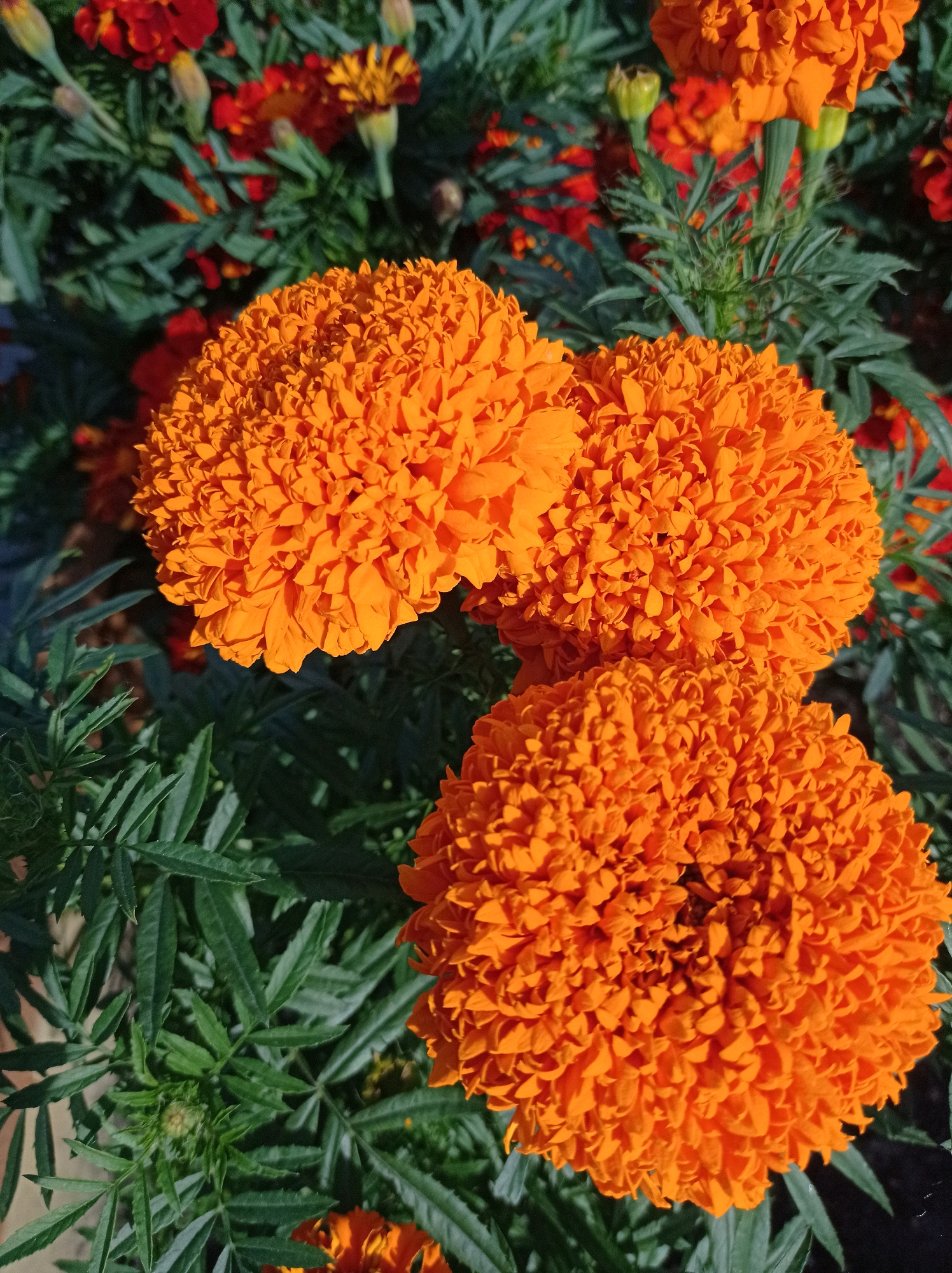 The image displays a close-up view of three vibrant orange marigold flowers in bloom, set against a backdrop of deep green foliage and other flowers, some appearing red and yellow. The marigolds are the primary subjects, with their densely packed, ruffled petals dominating the foreground. Sunlight casts distinct shadows and highlights on the flowers, emphasizing their texture and volume. The leaves of the marigold plants are feathery and dark green, providing a rich contrast to the bright orange blooms. The overall setting appears to be an outdoor garden. There is no visible indication of the city of Degtyarsk, Russia, or any people in this image.
