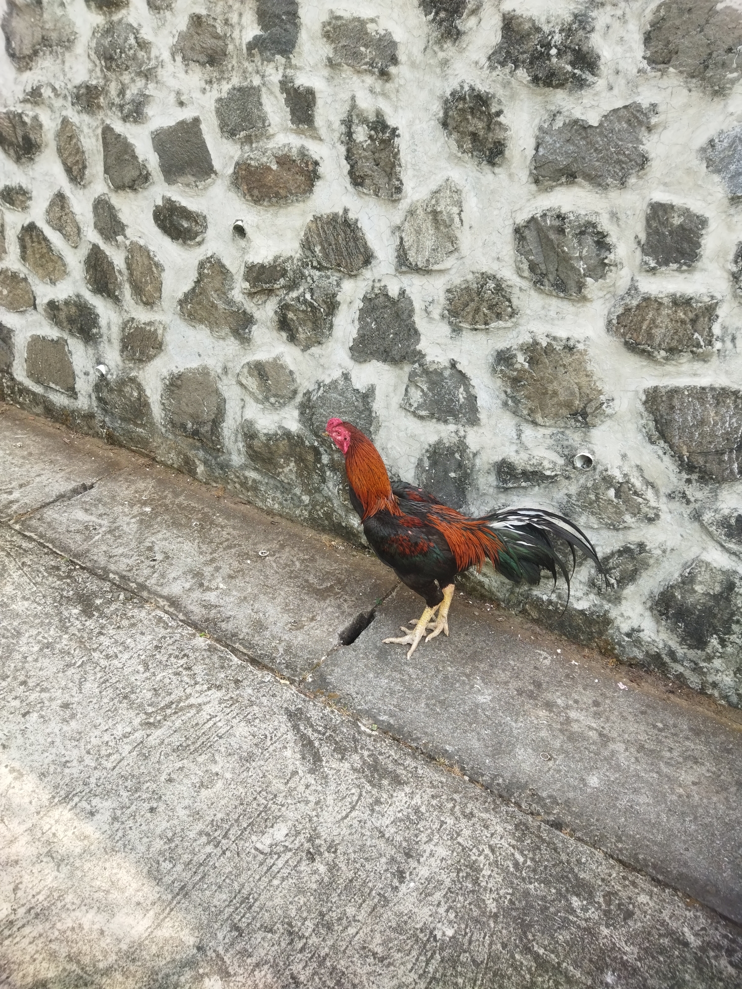In Giripurwo, Indonesia, a lone rooster stands on a cracked concrete walkway adjacent to a rustic stone wall. The rooster, with its vibrant red comb and plumage of black, red, and green, is captured in profile, facing left. Its yellow legs and feet are prominent against the gray concrete. The stone wall, constructed from irregular, rough-hewn stones mortared together, forms the backdrop. The walkway shows signs of age and wear, with visible cracks and some debris scattered across its surface. The lighting suggests it is daytime, casting subtle shadows on the ground.