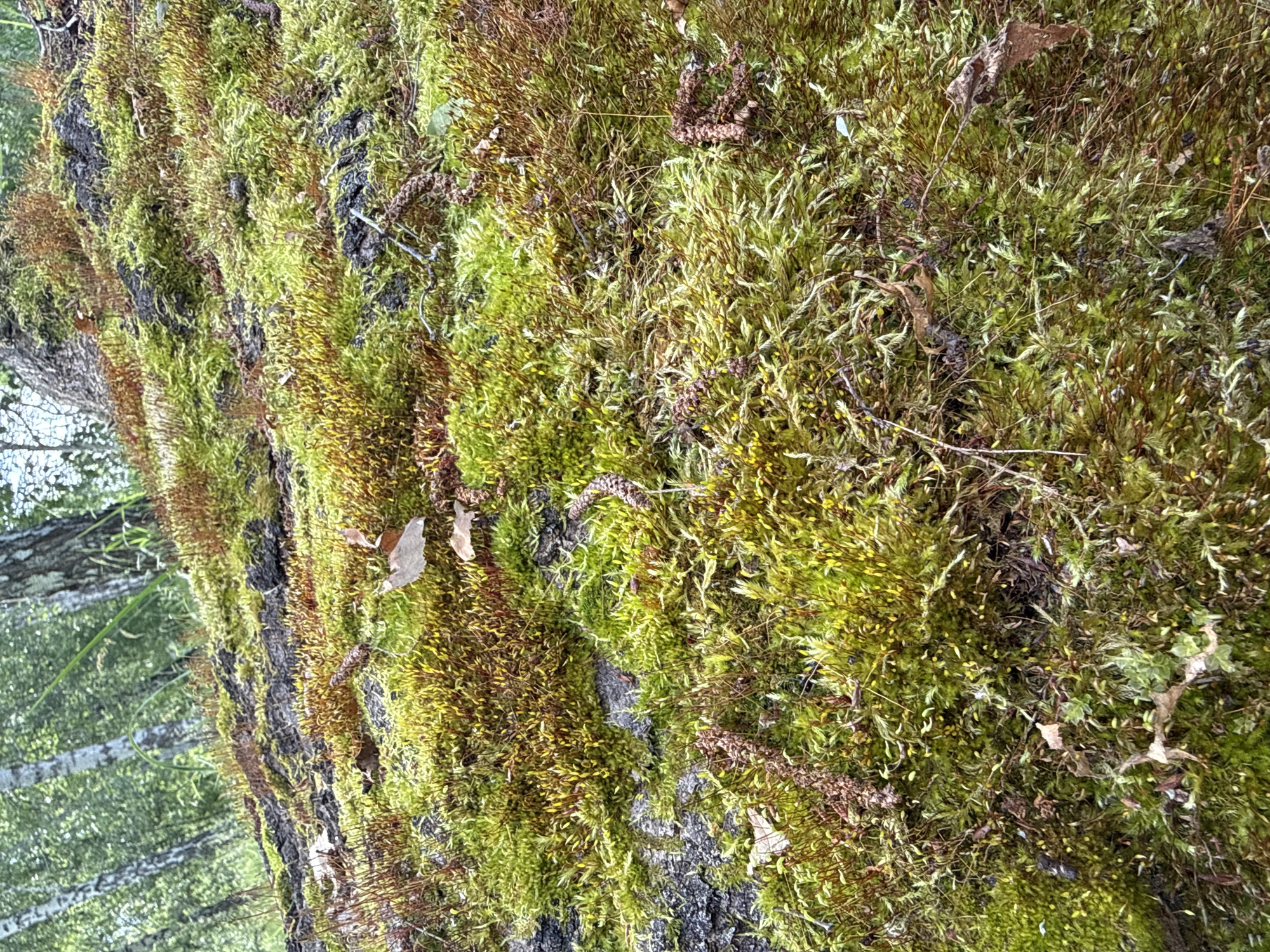 This media file is a close-up, vertically oriented photograph of a tree trunk covered in thick, green and brown moss. The moss varies in texture and color, with some areas appearing a vibrant green and others a more muted, yellowish-brown. Small, dried leaves are interspersed with the moss, along with fragments of what appear to be seed pods or small twigs. The bark of the tree is visible in some areas, appearing dark and rough.
In the background, to the left of the tree trunk, a blurred view of a forest is visible. The trees in the background are lighter in color, with visible bark patterns suggesting birch trees. The foliage appears lush and green, indicating a time of year with active plant growth, likely spring or summer. The lighting suggests it is daytime, with diffused light indicating it might be overcast or the image is taken in a shaded area of the forest.
The overall impression is one of a natural, undisturbed forest environment in Oktyabrskoye, Russia. There are no people or discernible objects other than natural elements. The focus is on the detailed texture and color of the moss, highlighting the intricate patterns formed by nature. There is no visible text in the image.