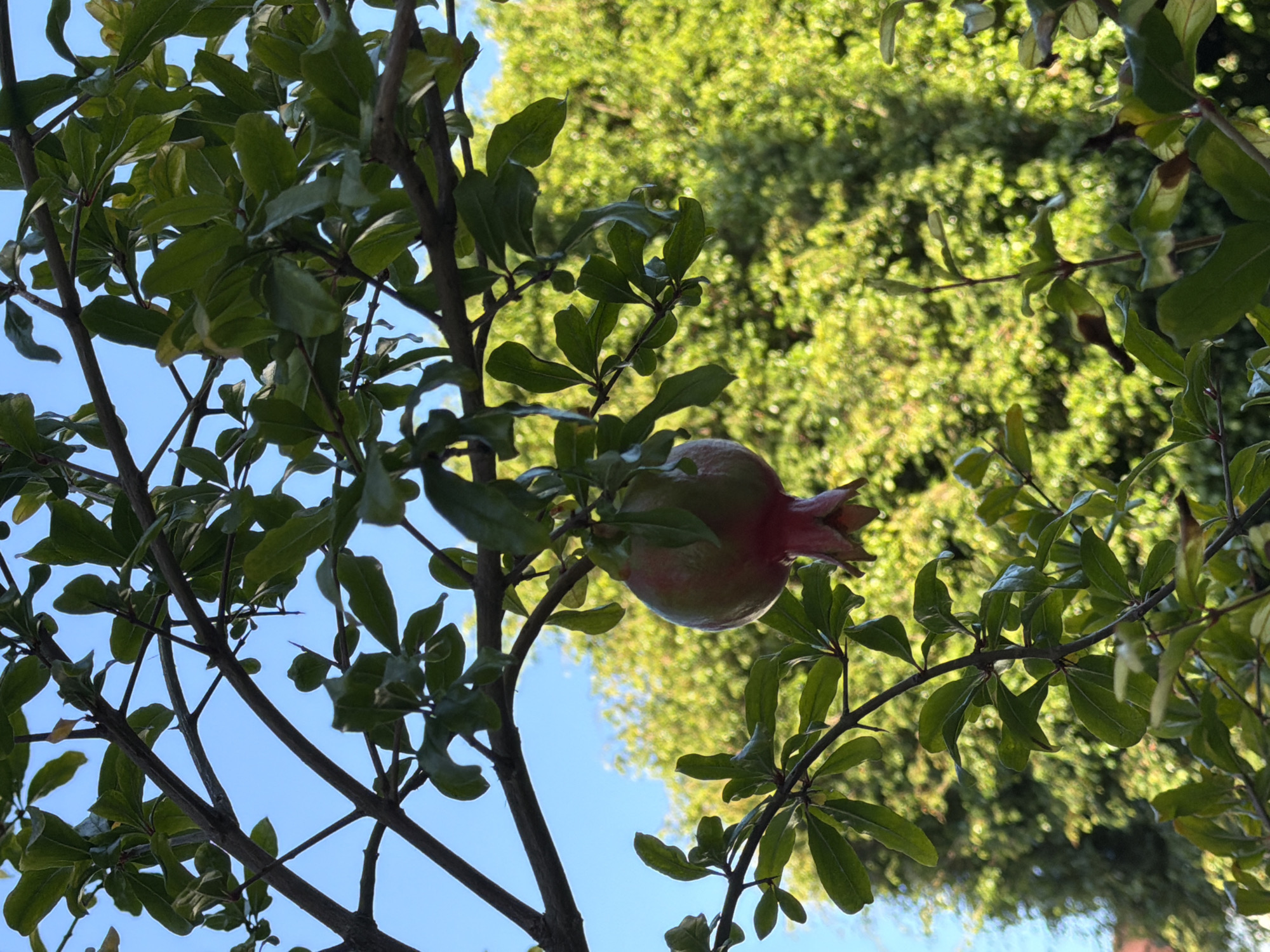 A single, partially ripe pomegranate hangs from a branch of a tree, its skin a gradient of green and reddish-pink. The fruit is located centrally in the frame, suspended amidst the dense, dark green foliage of its tree. Branches crisscross the composition, some bare and brown, others laden with leaves. Behind the pomegranate tree, a blurred background of vibrant green foliage suggests a garden or park. The sky above is a clear, bright blue, with no clouds visible. The lighting indicates it is daytime, with sunlight filtering through the leaves, creating dappled patterns on the fruit and foliage. The scene is natural and outdoors, with no man-made structures or individuals present. The image is a close-up shot, focusing on the pomegranate and its immediate surroundings.