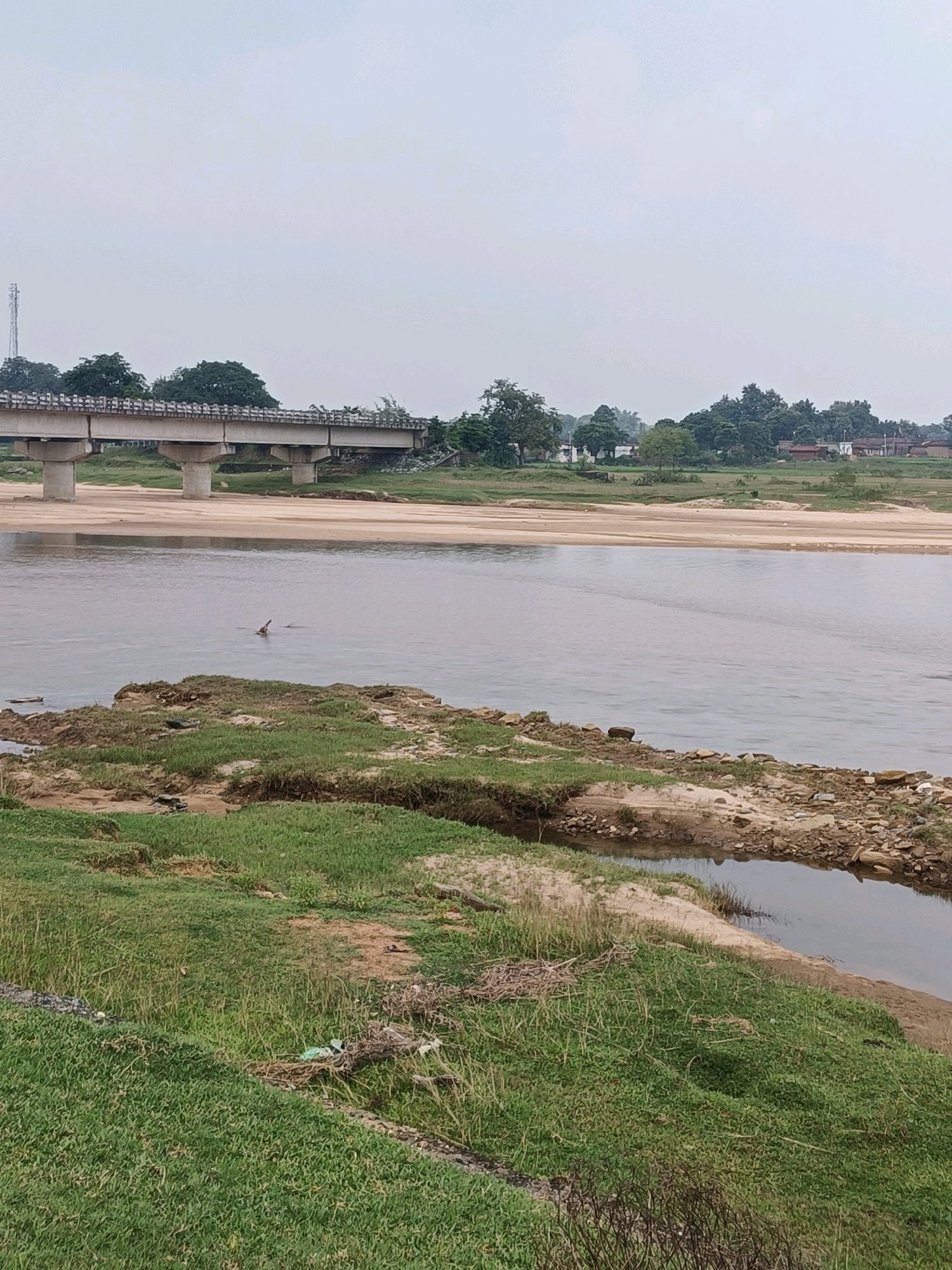 The image depicts a wide river flowing in Madhupur, India. In the foreground, a grassy bank lines the river, with some exposed sand and rocks. A small channel of water is visible on the left side of the bank. In the river itself, a small, brown object, possibly a bird or debris, is partially submerged.
In the mid-ground, a sandbar stretches across the river, creating a shallow area. Beyond the sandbar, a concrete bridge spans the river. The bridge has multiple support pillars and a railing along its deck.
In the background, a cluster of trees and buildings can be seen on the far bank. A tall, slender tower, likely a mobile or communication tower, stands to the left of the bridge. The sky is overcast, suggesting a cloudy day. The overall scene is one of a natural landscape with man-made structures integrated into it.