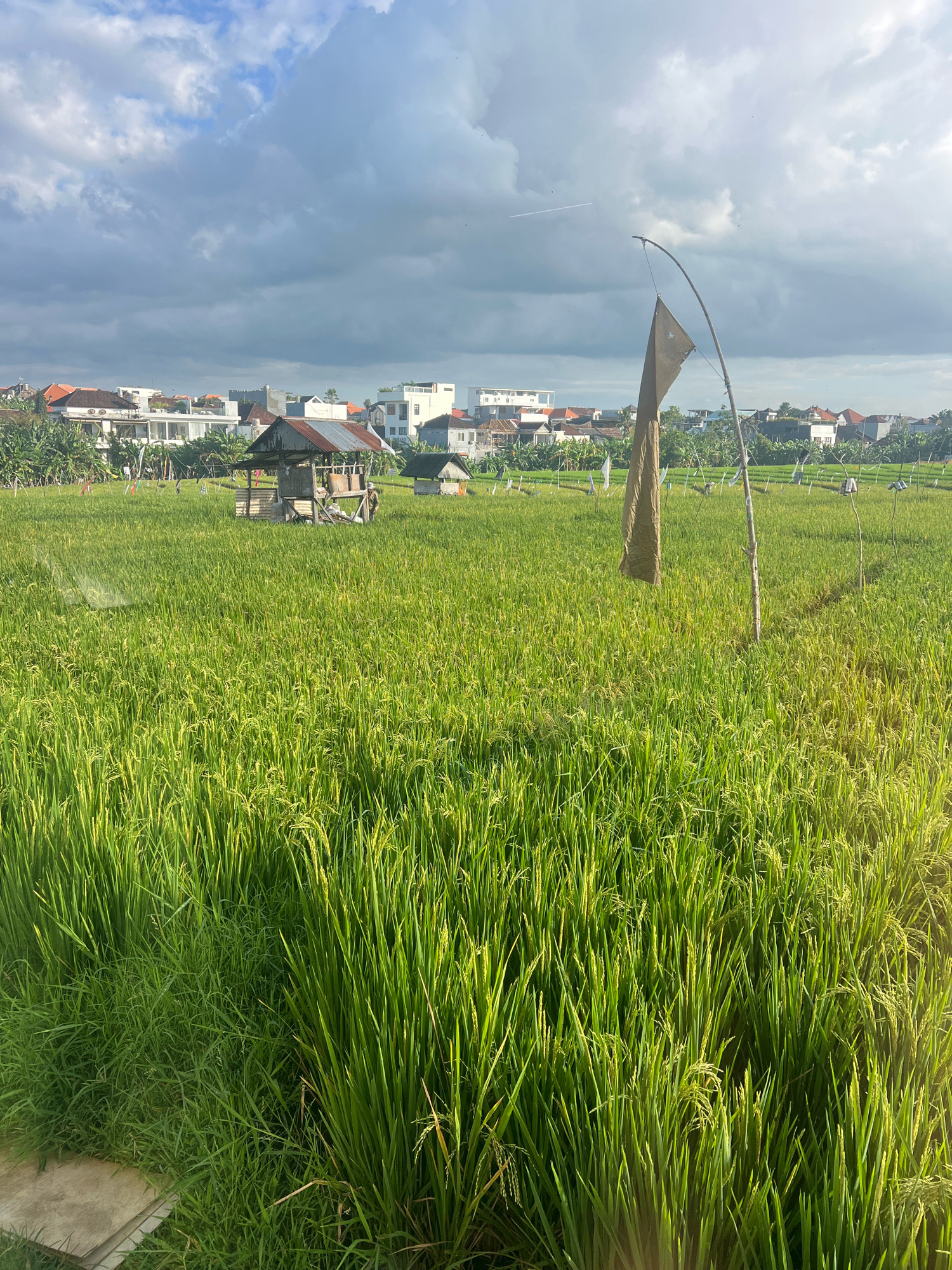 A scenic view of a lush green rice paddy field in North Kuta, Indonesia, under a partly cloudy sky. In the foreground, the vibrant green rice stalks are tall and dense, with some beginning to ripen. In the middle ground, a small, rustic wooden hut with a tin roof stands within the field, providing shelter. A tall bamboo pole with a tattered brown flag flutters in the breeze. Scattered throughout the field are several scarecrows, also on poles, intended to deter birds. In the background, a cluster of residential buildings with terracotta and white roofs is visible, interspersed with tropical vegetation. The overall impression is one of rural tranquility and agricultural activity.