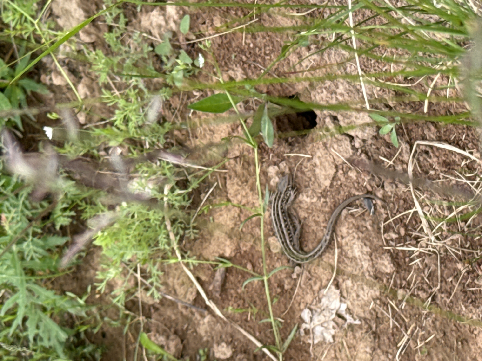 The image displays a close-up view of a small, striped lizard on earthy ground amidst sparse vegetation. The lizard, positioned in the lower mid-right section, has a slender body with distinct longitudinal dark stripes against a lighter base color, possibly gray or brown. Its head is oriented towards the upper left, while its tail curves to the lower right.
Near the upper right portion of the lizard, a dark, small, circular hole is visible in the ground, suggesting a burrow or natural cavity. The ground itself is composed of dry, light brown soil with an uneven texture and scattered organic debris.
Various green plants and foliage are present throughout the frame. Thin, grass-like blades extend across the top and diagonally through the center. Other small, leafy plants, some with finely divided leaves, grow in clusters, particularly in the lower left and upper left areas, partially obscuring the background.
The scene depicts an outdoor, natural environment, characteristic of a field, garden, or wild area in Костоваты, Russia. The lighting indicates it is daytime, and the dry appearance of the soil suggests fair weather conditions. There are no human subjects, man-made objects, or visible text in the photograph.