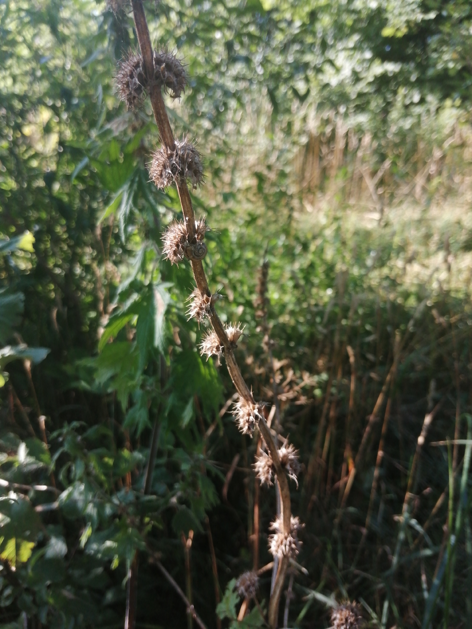 A close-up, slightly low-angle outdoor shot focuses on a dried, spiky plant stem against a blurred background of green foliage and dry grasses. The plant stem, which runs diagonally from the bottom left to the top right of the frame, is brown and woody, with multiple clusters of dry, spiky seed pods. One small, dark snail shell is visible attached to the stem, nestled among the seed pods. The background is predominantly out of focus, with dappled sunlight illuminating patches of green leaves and stalks of dry grass. The overall impression is one of a natural, somewhat overgrown setting, likely a park or a wild area within the city of Slonim, Belarus, during daylight hours.
