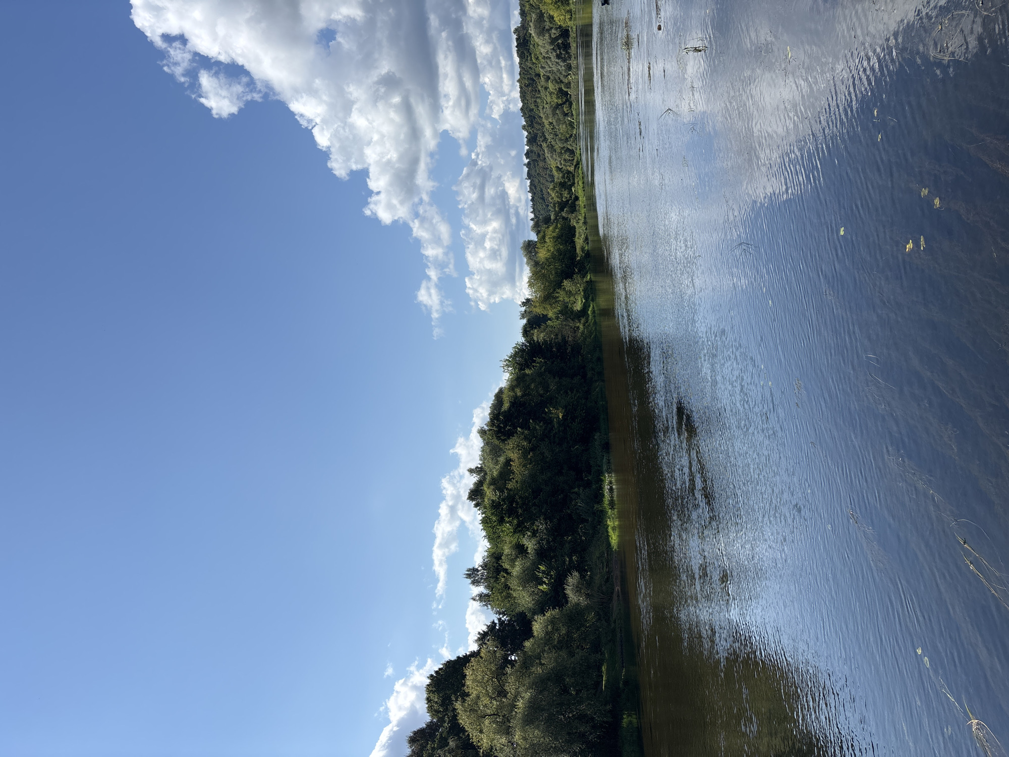 This is a photograph of the Moskva River in Zvenigorod, Russia, taken on a clear, sunny day. The river occupies the foreground and midground, with its surface reflecting the sky and surrounding trees. The water is calm, with gentle ripples and some aquatic vegetation visible beneath the surface.
The riverbanks are lined with lush green trees and dense foliage, forming a verdant landscape. The trees on the left bank are closer and appear to be a mix of deciduous species, with some branches reaching out over the water. The right bank recedes into the distance, forming a rolling, tree-covered hillside.
The sky is a vibrant blue, dotted with fluffy white cumulus clouds that are casting soft shadows on the water. The overall impression is one of natural beauty and tranquility, characteristic of a summer day in the Russian countryside. There are no people or man-made structures prominently visible in the image.