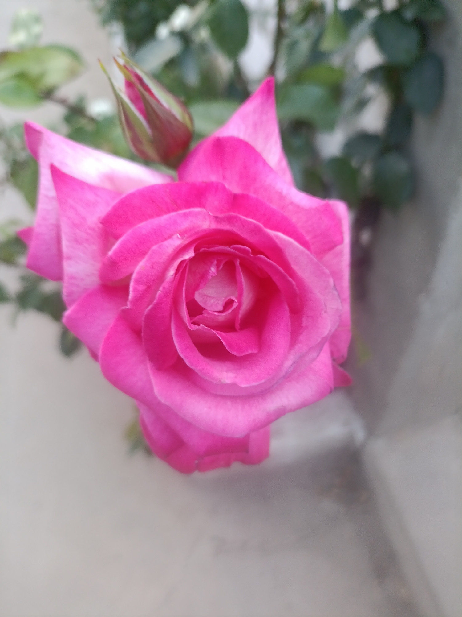 A close-up, top-down shot captures a vibrant pink rose in full bloom, its velvety petals unfurling in intricate layers. To the left of the rose, a single bud, tinged with green and red, remains partially closed, hinting at future blooms. The background is softly blurred, revealing hints of green foliage and a light-colored, textured surface, possibly a wall or fence. The overall impression is one of natural beauty and delicate floral detail, with the rose serving as the undeniable focal point. The image does not contain any identifiable city landmarks or specific details that would allow for the precise location of Starokozache, Ukraine to be determined.