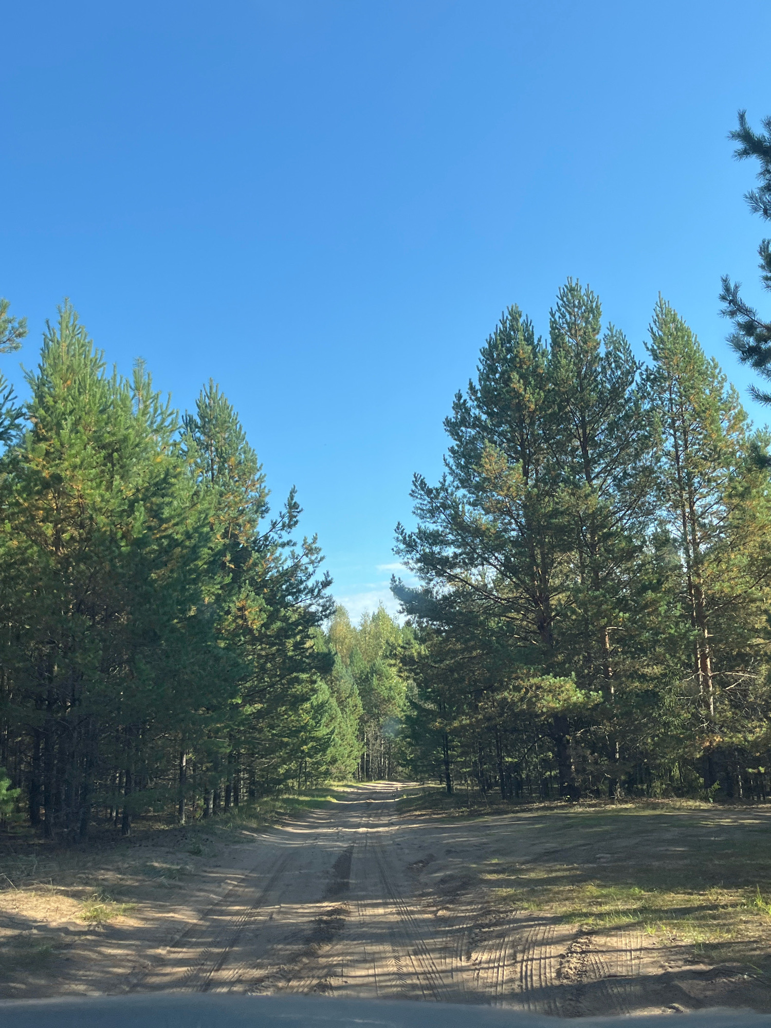 A sunlit dirt road winds through a forest of tall pine trees under a clear blue sky. The road is textured with tire tracks and patches of sand and grass, suggesting recent vehicle traffic. Shadows from the trees stretch across the road, indicating mid-day sun. The scene is devoid of any human presence or man-made structures, emphasizing a natural and remote environment. This image likely depicts a rural or natural area, possibly on the outskirts of Chaikovsky, Russia, where such forested roads are common.