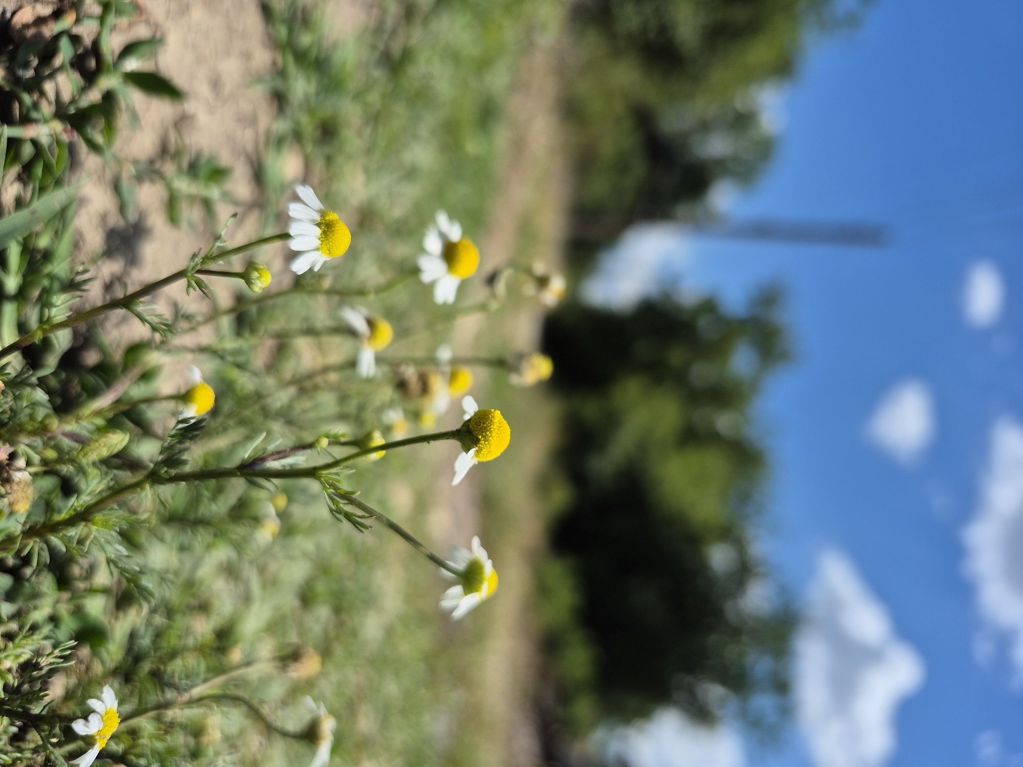 A low-angle, close-up photograph captures a patch of wild daisies blooming in a grassy, outdoor setting. The focus is on several small white daisies with bright yellow centers, their delicate petals slightly bent. The foreground is occupied by these flowers and other green foliage, with a dry, dusty ground visible beneath. In the background, out of focus, is a blurred expanse of green trees and a bright blue sky dotted with white clouds. A faint, dark vertical line, possibly a utility pole, is visible against the sky. The overall impression is of a sunny day in a natural, somewhat unkempt environment. The scene is consistent with undeveloped or park-like areas that might be found on the outskirts of a town such as Kardam, Bulgaria, where vegetation can be sparse and punctuated by wild flowers.