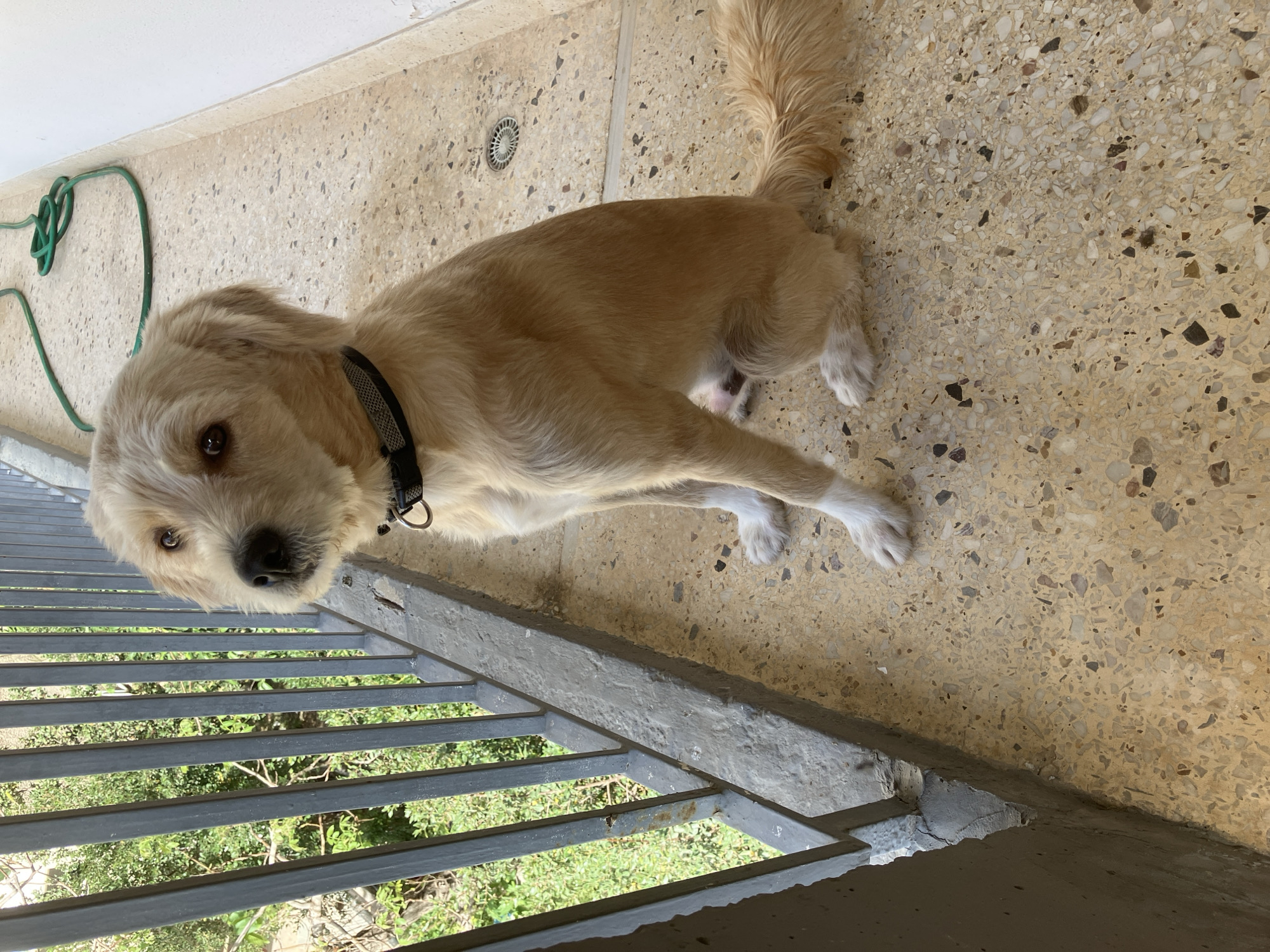 An adult, light brown, medium-sized dog with white paws is sitting on a terrazzo floor on a balcony, looking to the left of the frame. The dog has floppy ears, a black collar with a metal ring, and a bushy tail. Behind the dog, there is a gray metal railing, and beyond the railing, green foliage and trees are visible. To the right of the dog, a green garden hose is coiled on the floor, and a white wall is present. The floor has a rough, speckled texture composed of light tan, white, and dark gray chips. A circular drain cover is visible in the floor to the right of the dog.