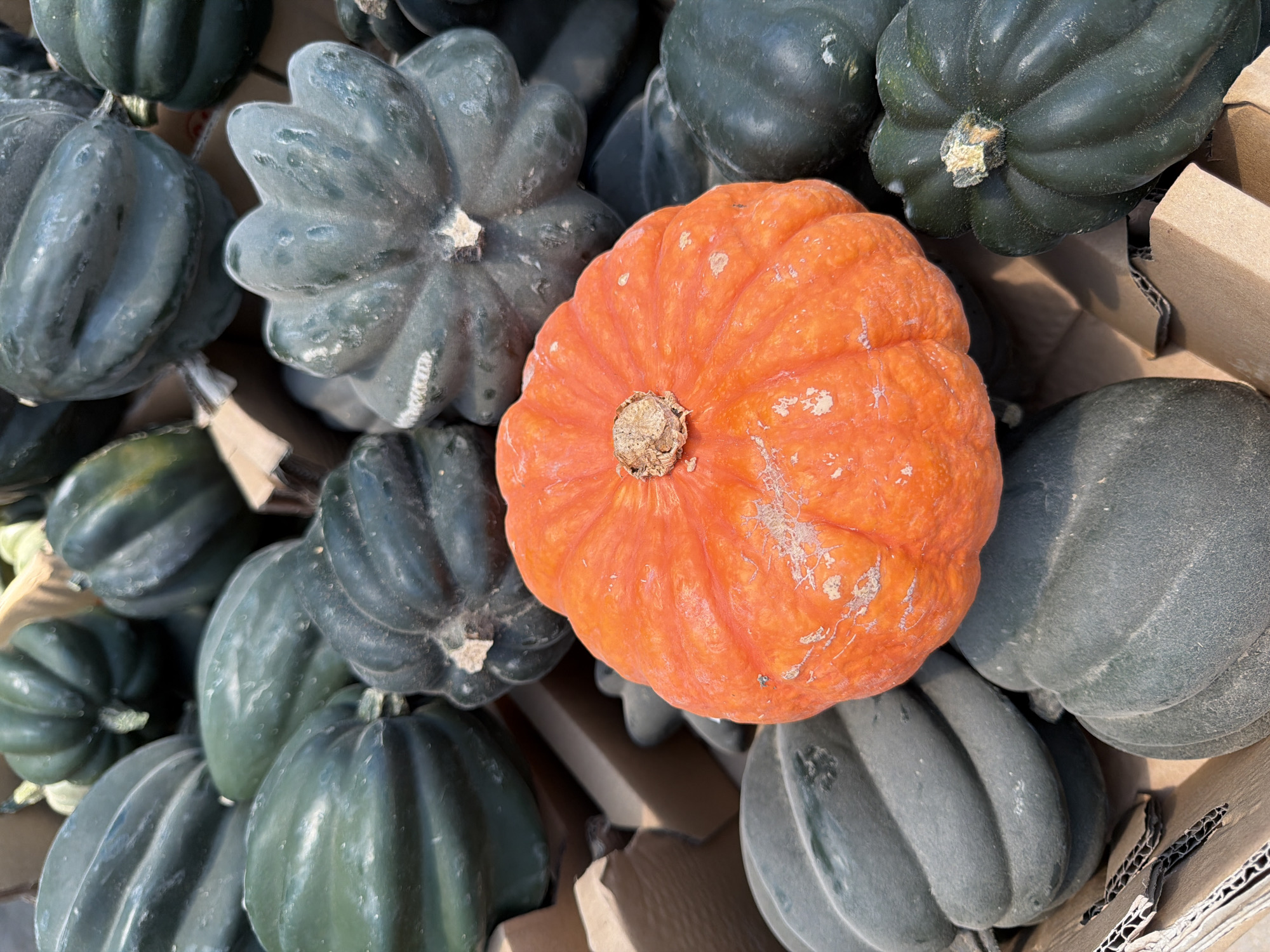 The image shows a close-up, high-angle view of various squashes inside what appears to be a cardboard container. The scene likely takes place in Kadima-Zoran, Israel, although this is speculative. There are several dark green acorn squashes of varying sizes. Nestled among them is a single, bright orange squash that stands out due to its color. The squashes are packed tightly together, some touching the interior cardboard walls of the container. The squashes are all mature, with visible ridges and a dull sheen. The environment suggests a harvest or market display, with the squashes possibly being prepared for sale or storage. No people are visible in the scene.