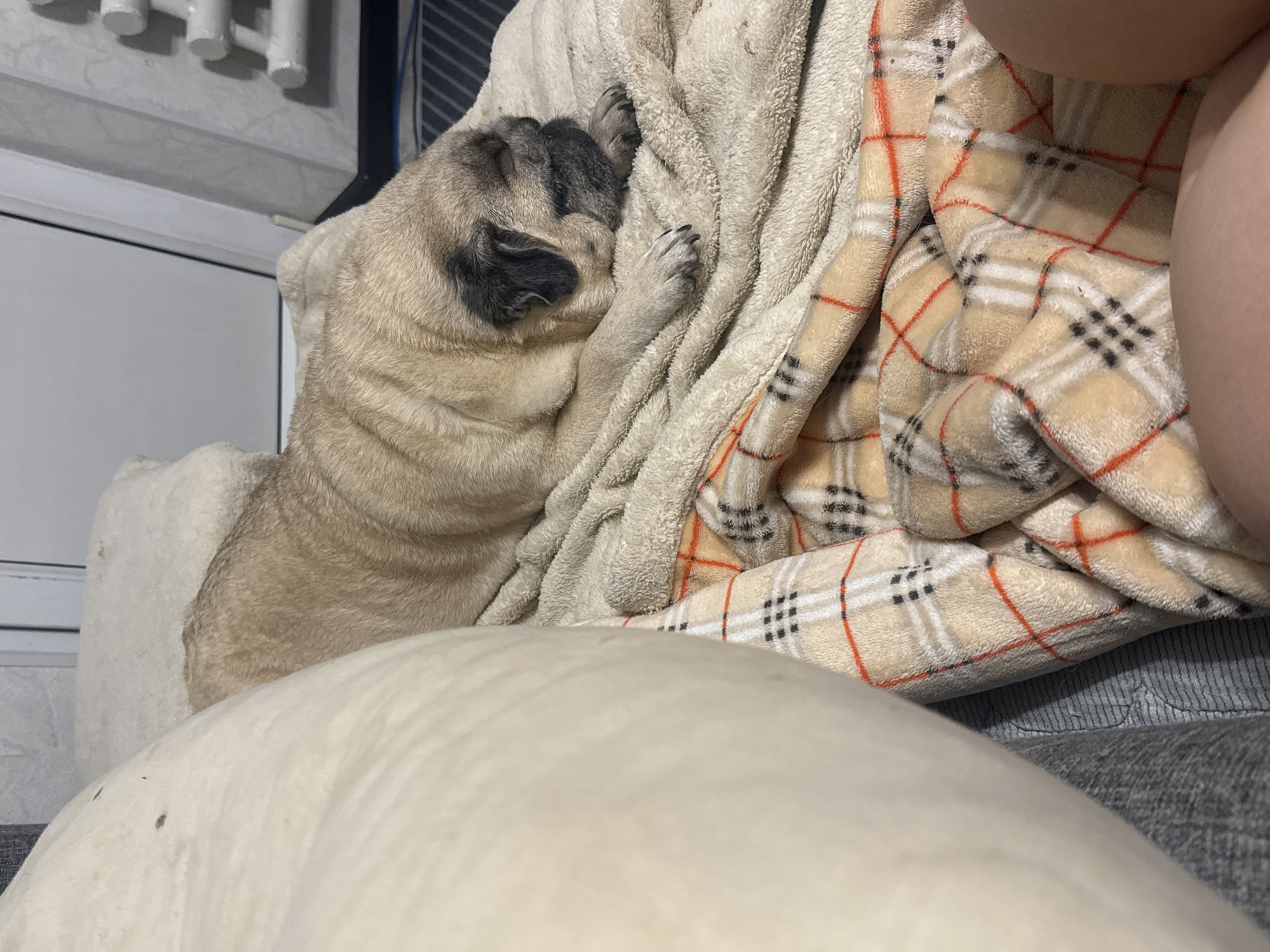 A fawn-colored pug dog sleeps on a beige fuzzy blanket layered over a checkered blanket with orange and black lines. The dog is lying on its side with its head resting on its paws and its eyes closed. The pug's fur is short and smooth, and its face is wrinkled. The background shows a portion of a beige pillow and a radiator. The scene appears to be indoors, likely in a residential setting. The image does not provide any specific information about its location in Bishkek City, Kyrgyzstan.