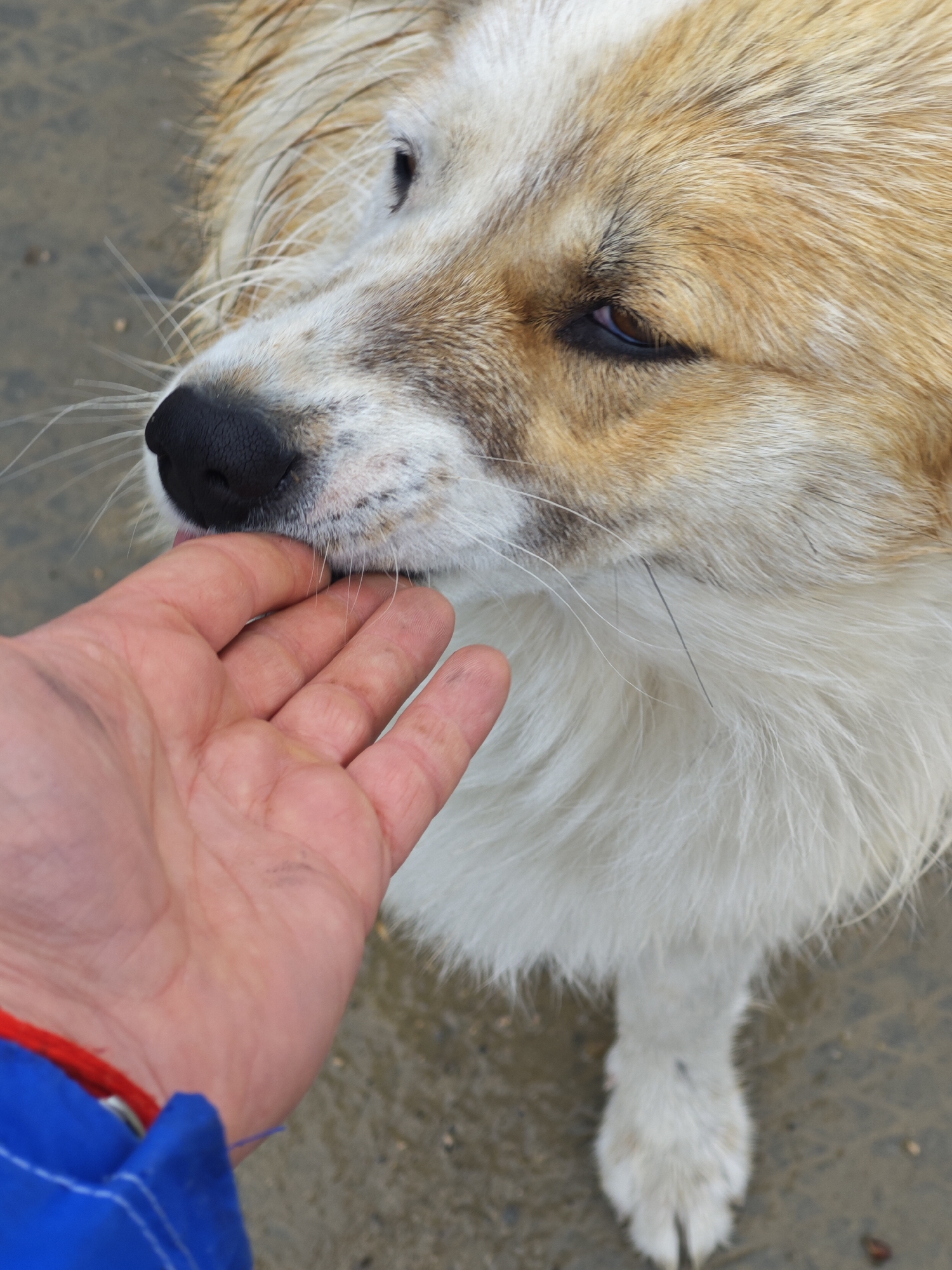 A medium-range shot shows a light-skinned hand being licked by a tan and white dog with medium-length fur. The dog's face is mostly tan around the eyes and nose, with a white muzzle and white fur extending down its chest. The dog's left eye is visible and slightly closed. The hand is positioned near the dog's mouth, and the dog's tongue is slightly visible, licking the hand. The hand is slightly dirty, with some darker marks on the fingers and palm. The background is blurred, but it appears to be a gray surface, potentially concrete or pavement. A portion of a blue jacket with a red cord or strap is visible in the lower left corner of the frame. The location is Unknown, Russia.
