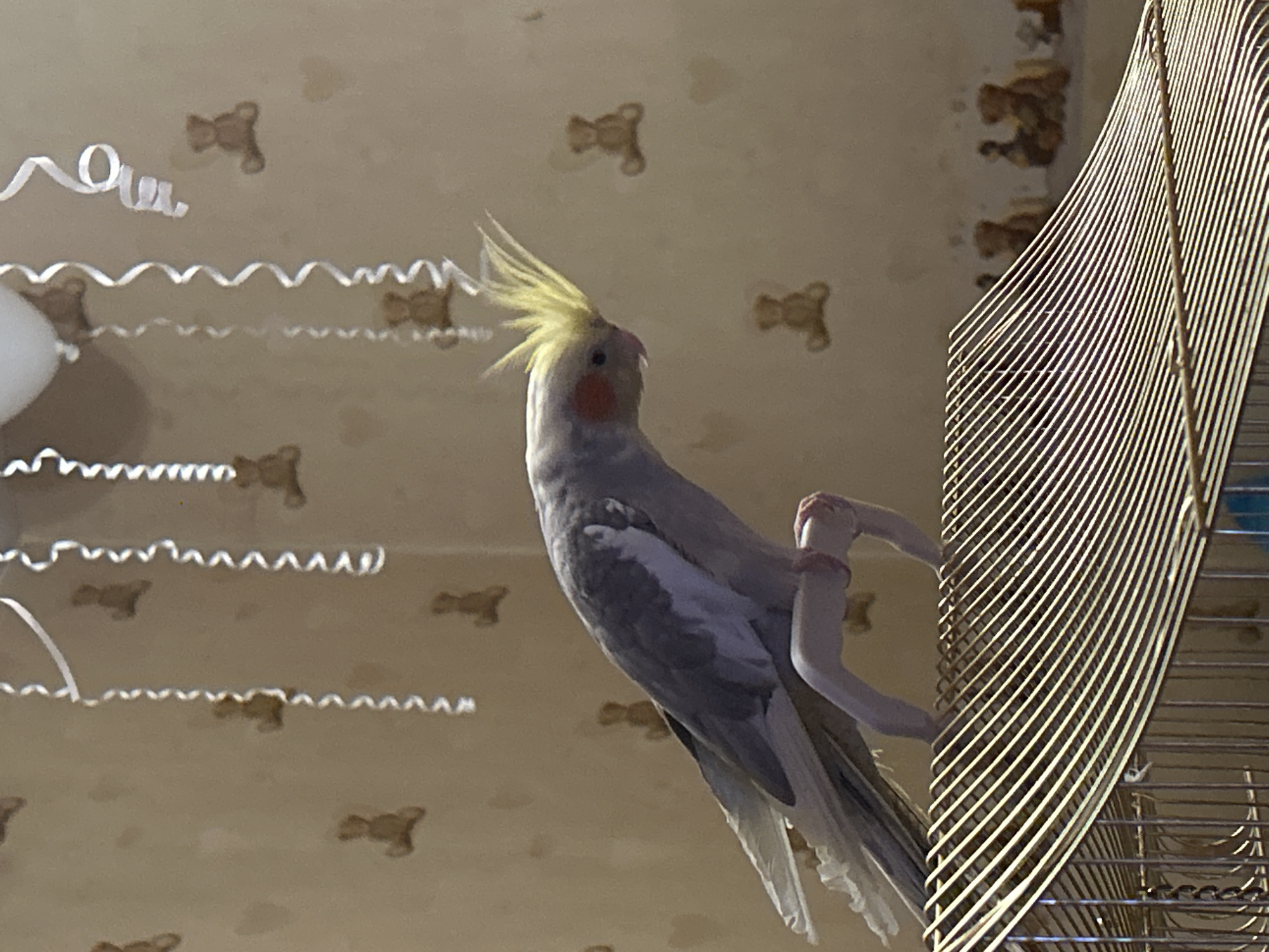 The image shows a cockatiel bird positioned prominently in the center-left, with a large section of a birdcage visible on the right. The cockatiel is light gray and white with a bright yellow crest that stands erect, and an orange cheek patch. It is seen in profile, looking upwards and to the left, appearing to cling to a light-colored, curved perch or a part of its cage with one foot.
The background features a light-colored wall or ceiling with a repeated pattern of small, brownish teddy bears. Several white, curled ribbon streamers are draped across the background, adding to a decorated indoor atmosphere. The birdcage on the right is made of golden metal bars, creating a distinctive striped pattern due to its curved shape and angle. The bird appears to be outside its cage, indicating it is free to perch or explore. The lighting is soft and ambient, typical of an indoor setting. There is no visible text. The scene depicts a pet bird in a domestic, possibly celebratory, environment.