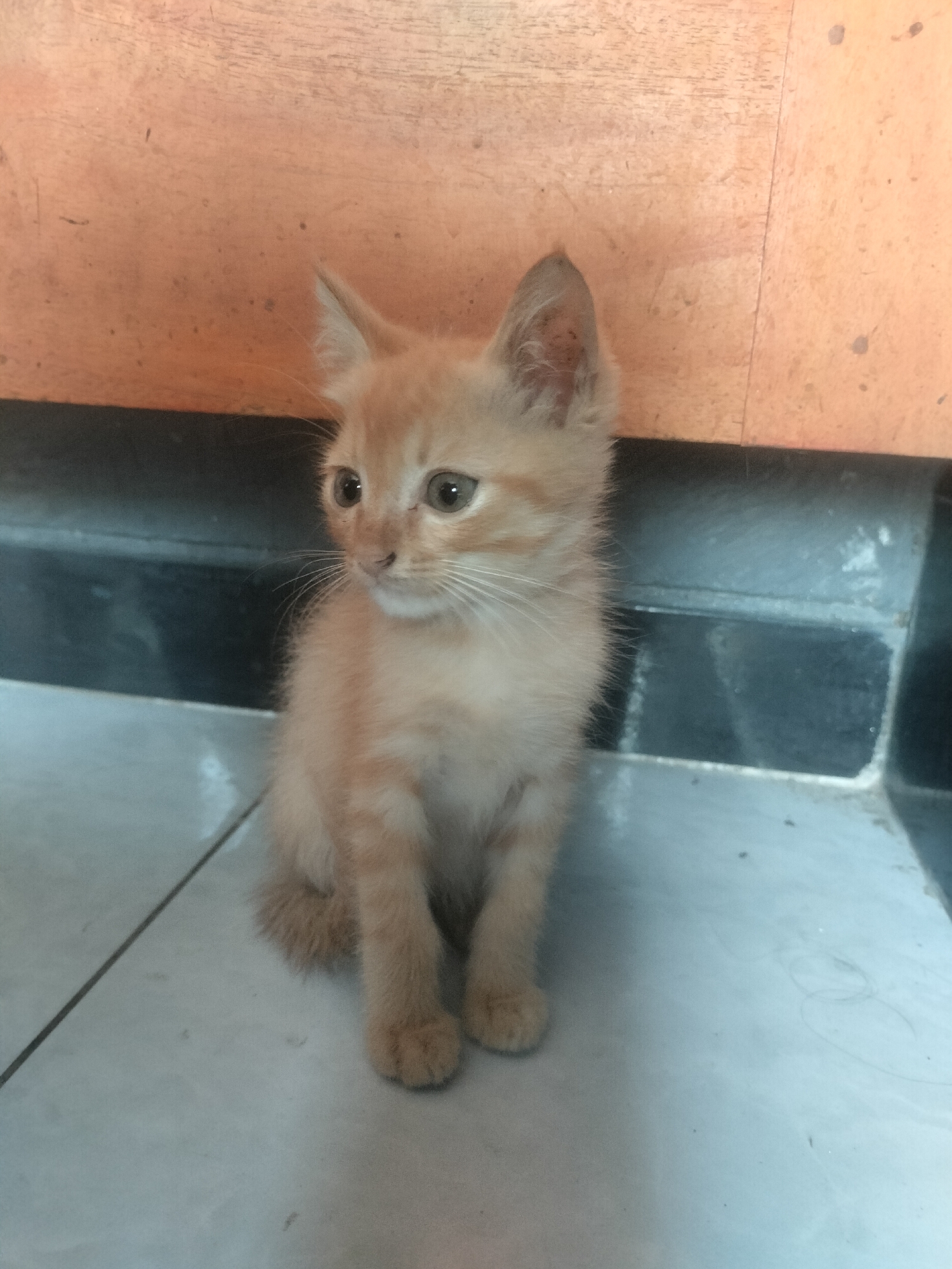 A light orange tabby kitten is sitting on a tiled floor. The kitten is facing right and looking slightly upwards. The background consists of an orange wall with some subtle wood grain texture and a dark grey baseboard. The floor tiles are light grey. The kitten has large, light brown eyes and is alert. The image appears to be taken indoors, likely in a residential setting. No specific location in Leces, Indonesia, can be determined from the visual information provided.