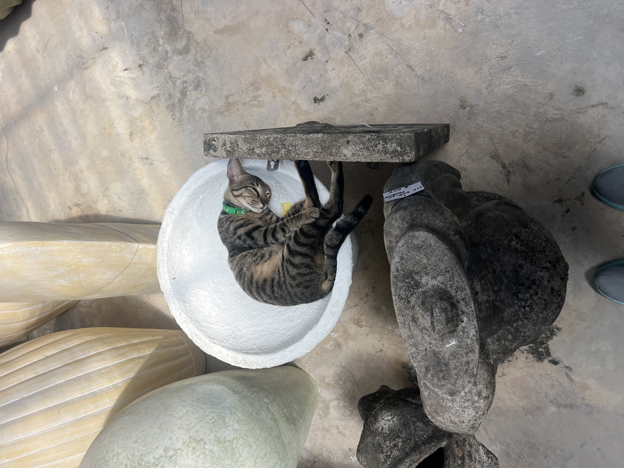 A tabby cat with a green collar is sleeping curled up inside a white, textured, bowl-shaped object, possibly a planter or sink, which rests on a grey concrete floor. Next to the bowl is a rectangular concrete block with some texture and a label adhered to its side. In the background, there are large, light-colored, possibly ceramic or concrete, decorative urns or vases with vertical ribbed patterns. In the foreground, two dark grey, stone-like sculptures or bases with carved details are visible. The overall environment appears to be an outdoor area or a storage space with a concrete floor and various decorative objects.