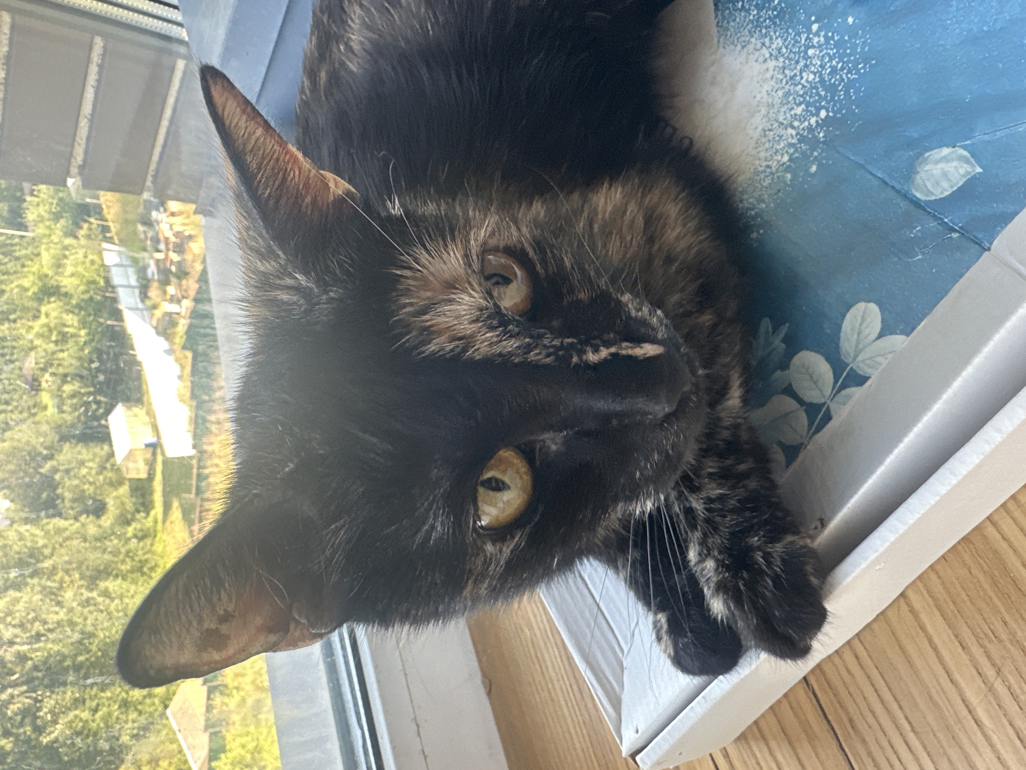 A tortoiseshell cat is resting on a white box with a blue, leaf-patterned surface, positioned on a wooden windowsill. The cat's fur is a mix of black, brown, and orange. Its eyes are a striking yellow-orange. Behind the cat, a window reveals a sunlit outdoor scene with green trees and some buildings. The wooden floor is visible in the foreground. The image appears to be taken indoors, looking out.