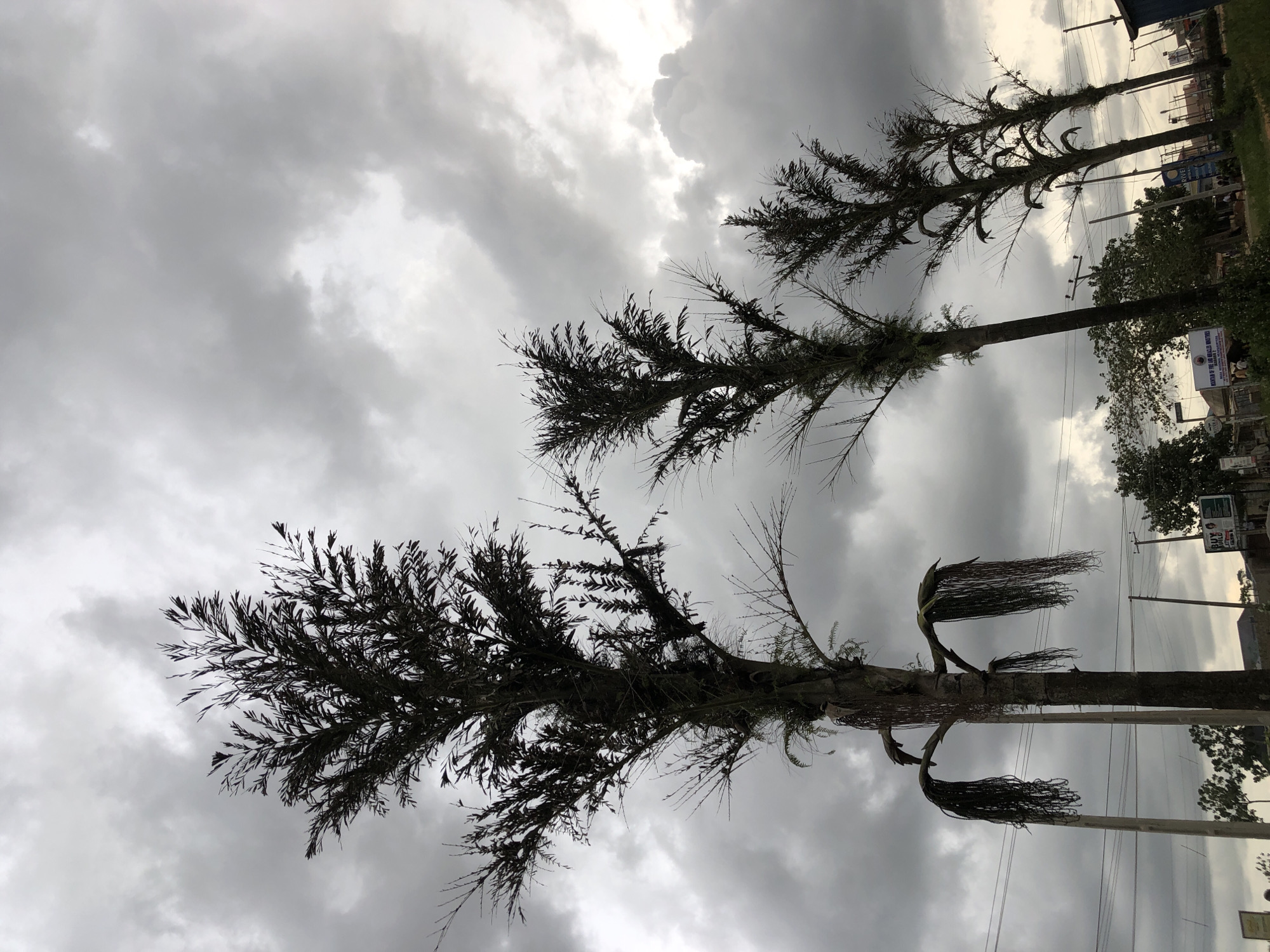 The image captures an outdoor scene dominated by tall, slender trees against a heavily overcast sky. The trees, possibly a type of palm or conifer, are largely silhouetted, with dark, sparse, and somewhat spiky foliage. One tree in the mid-ground features distinct upward-curving fronds, while another in the foreground has long, fibrous strands hanging from its crown. The sky is filled with dense, gray clouds, with brighter patches indicating hidden sunlight, suggesting an overcast day.
In the background, on the right side of the frame, several utility poles with power lines run across the scene. Beyond these, the outlines of distant buildings and structures are faintly visible, indicating an urban or semi-urban setting, possibly along a roadside. A white rectangular signboard with blue text is clearly legible in the distance, displaying "SANYU (UGANDA) LIMITED" and below it, "MINISTRY OF TOURISM WILDLIFE & ANTIQUITIES". Another smaller, partially visible sign appears to read "BUY".
The low-angle perspective looks up towards the tree canopy and the sky, emphasizing the height of the trees and the cloudy conditions. No specific activity is depicted, presenting a static landscape view under a somber, cloudy sky.