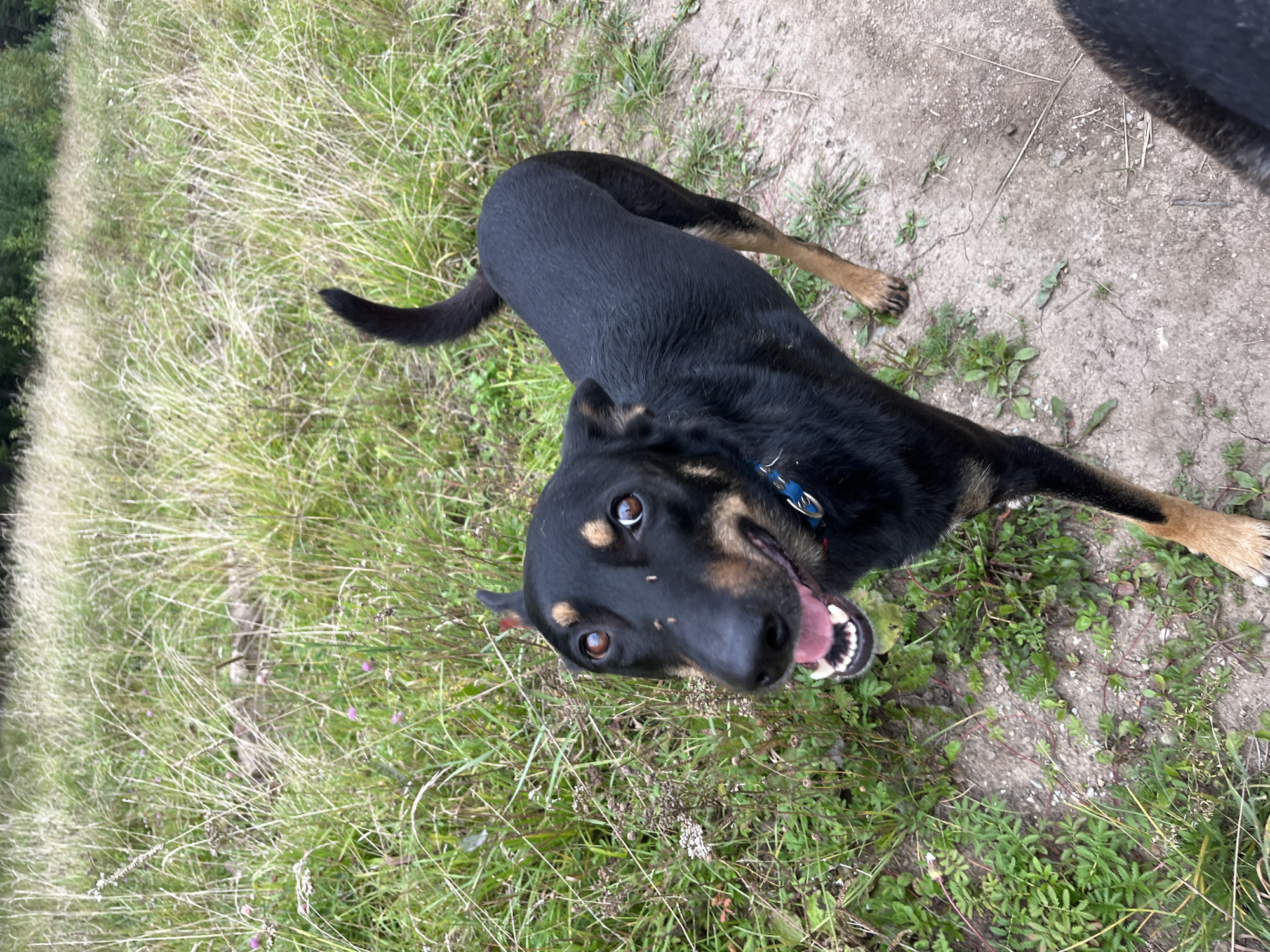 A black and tan dog stands on a dirt path in a grassy, wooded area. The dog is looking towards the camera with its mouth open and tongue visible. There are several small insects on the dog's nose. The dog is wearing a blue collar. The background consists of tall grass and trees. The image appears to be taken outdoors in a natural setting.