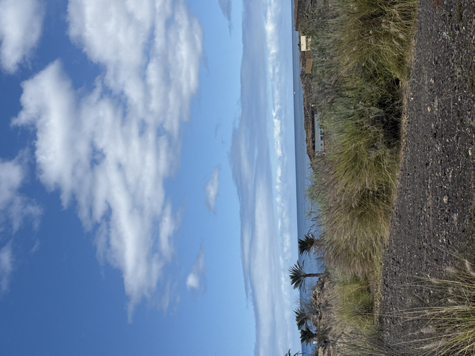 The image presents a wide view of a coastal area in Guía de Isora, Spain. The upper portion displays a clear blue sky with scattered white cumulus clouds. Below the sky, the Atlantic Ocean stretches horizontally across the mid-ground, appearing blue-grey, with a small, light-colored object, possibly a boat, visible on its surface towards the right. The foreground consists of dark, volcanic, rocky terrain with sparse, dry vegetation. Dense clusters of tall, feathery grasses, predominantly light green with hints of purple, occupy the immediate mid-ground, forming a visual barrier. To the left-midground, several palm trees with dark trunks and green fronds are situated on rocky ground. On the right-midground, near the coastline, two low-rise, rectangular structures with flat roofs are visible, one appearing light-colored and the other exhibiting warmer tones, set against the dark, uneven volcanic landscape. No people, animals, or specific actions are depicted.