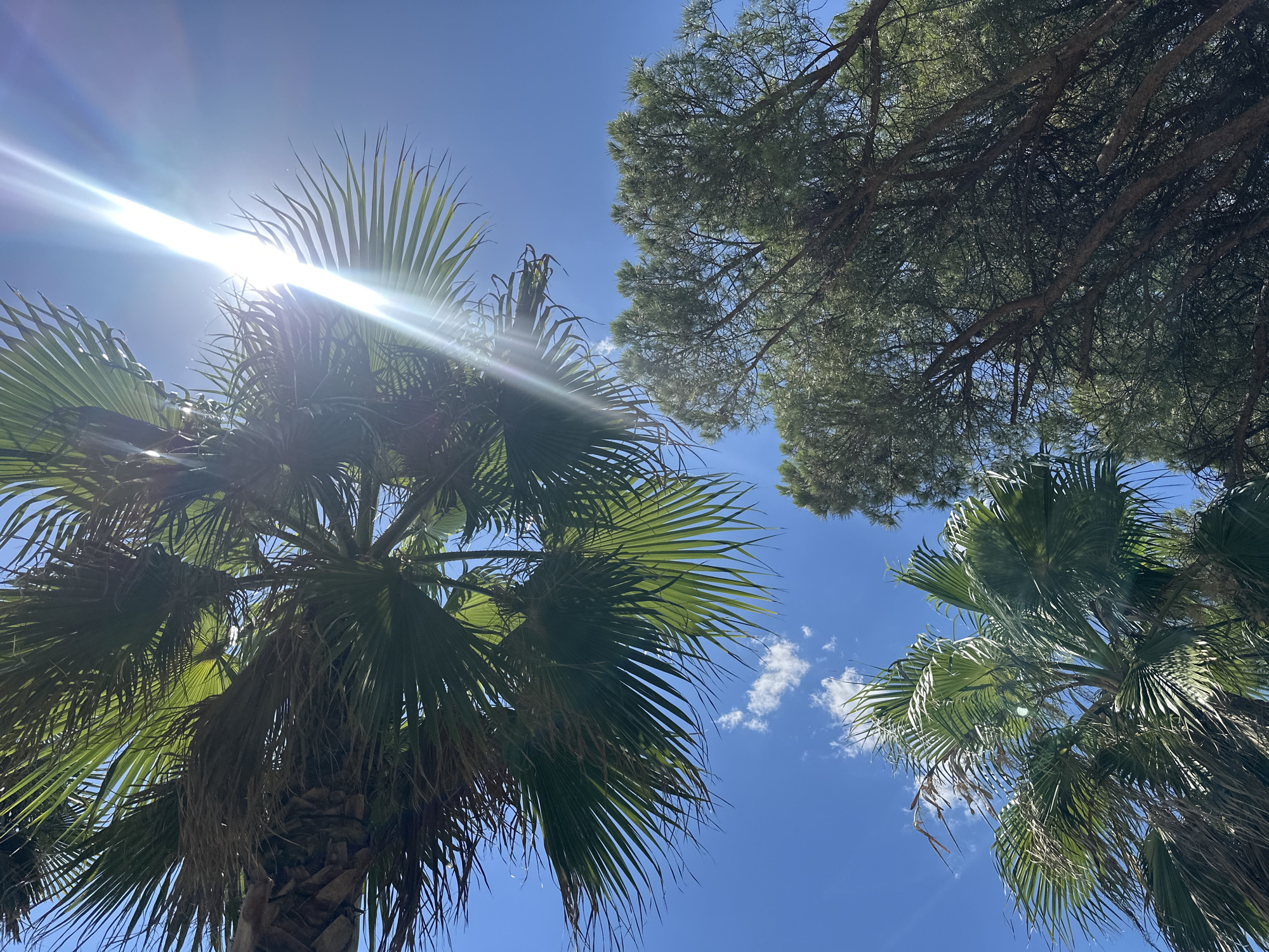 This is a low-angle, full shot of palm trees against a bright blue sky. The sun is high and bright, with visible lens flare emanating from it and casting light rays through the palm fronds. In the bottom right quadrant of the image, there are also pine trees with their branches extending upwards. A few small white clouds are scattered across the sky. The image was taken in Igalo, Montenegro.