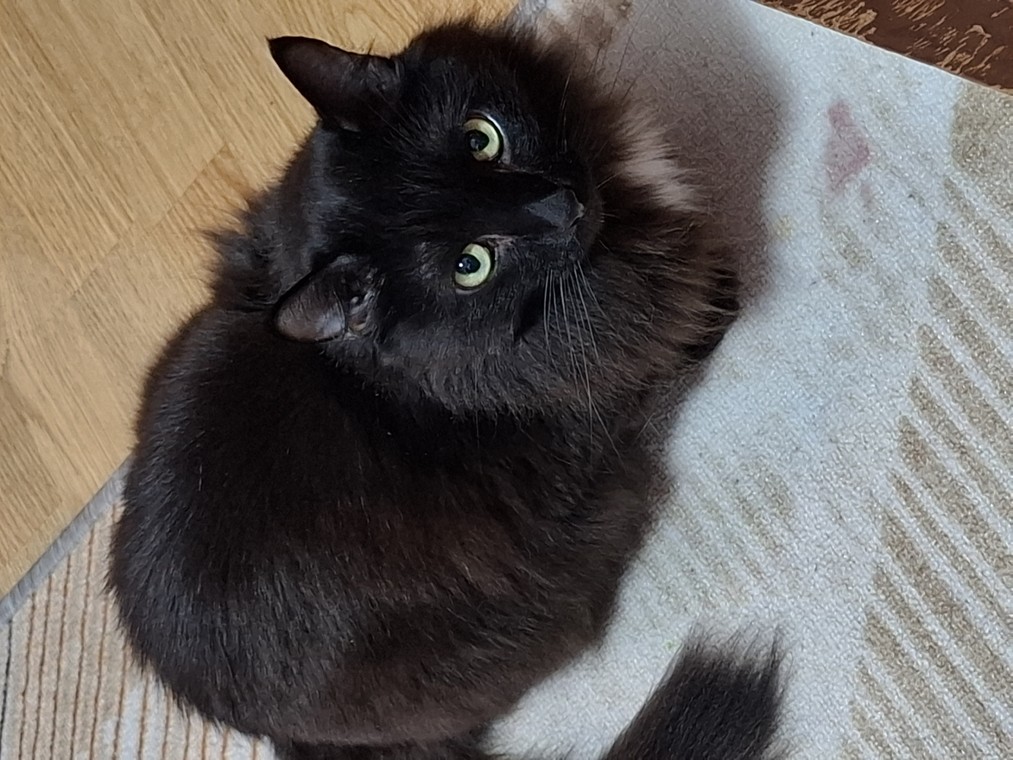An overhead shot captures a long-haired black cat looking directly upwards and slightly to its right. The cat's striking bright green eyes are wide open, appearing alert and curious. Its fur is dense and dark, with some lighter brown tones visible in the voluminous ruff around its neck and chest, suggesting a fluffy texture.
The cat is positioned diagonally across the frame, with its body resting partly on a light-colored, striped rug and partly on a wooden floor. The rug has faint, light brown stripes and some discolored areas, including a reddish stain and yellowish marks, indicating wear or previous spills. The wooden floor, visible in the upper left corner and along the bottom edge, features light brown planks laid in a regular pattern, likely laminate or parquet flooring.
The setting appears to be an indoor home environment. No specific activity beyond the cat's attentive gaze is depicted. The lighting is natural, suggesting it is daytime. There is no visible text in the image. The overall impression is of a domestic pet caught in a moment of observation.