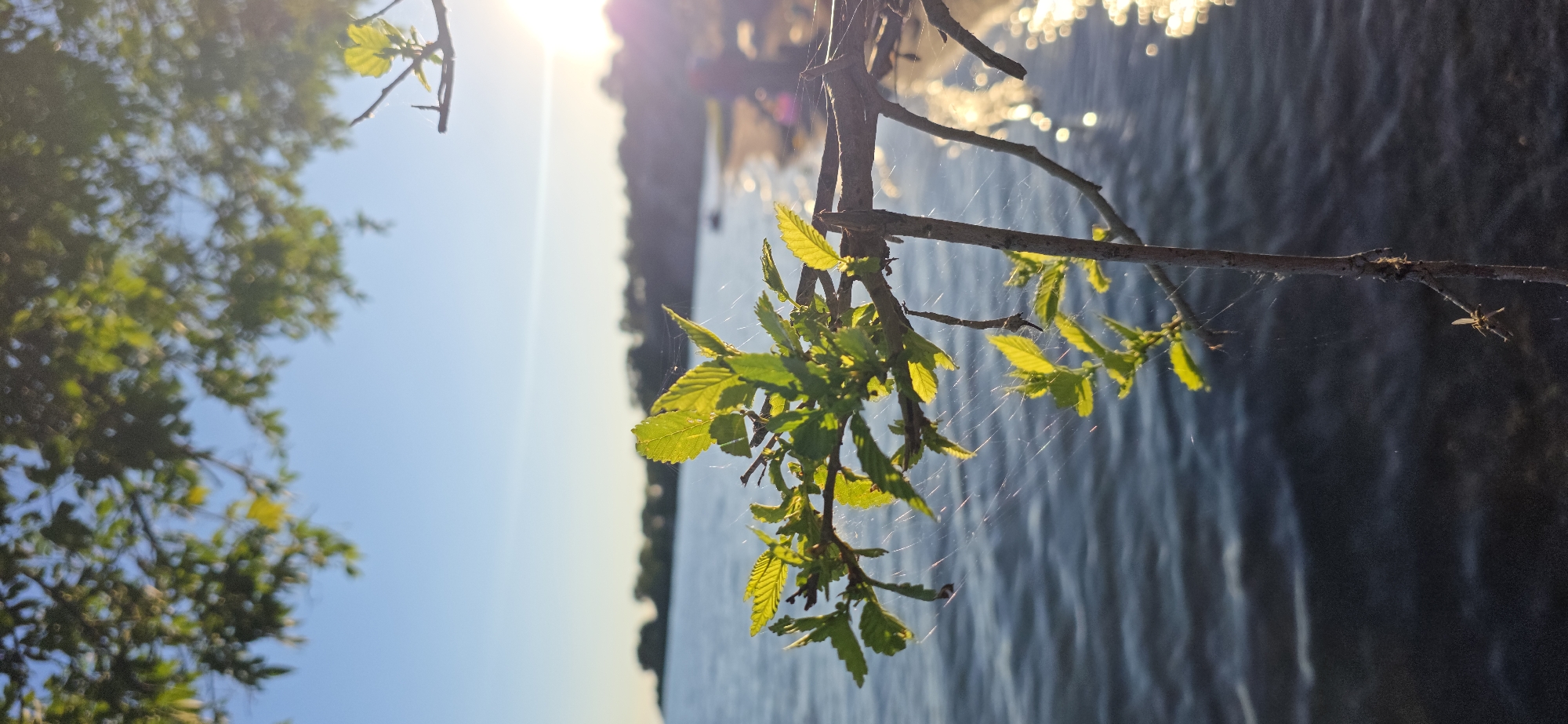 A close-up view of a tree branch with green leaves and cobwebs is featured in the foreground, with a body of water and a distant shoreline in the background. The sun is setting, casting a warm glow over the scene and creating reflections on the water. The location is Issyk-Kul, Kyrgyzstan.