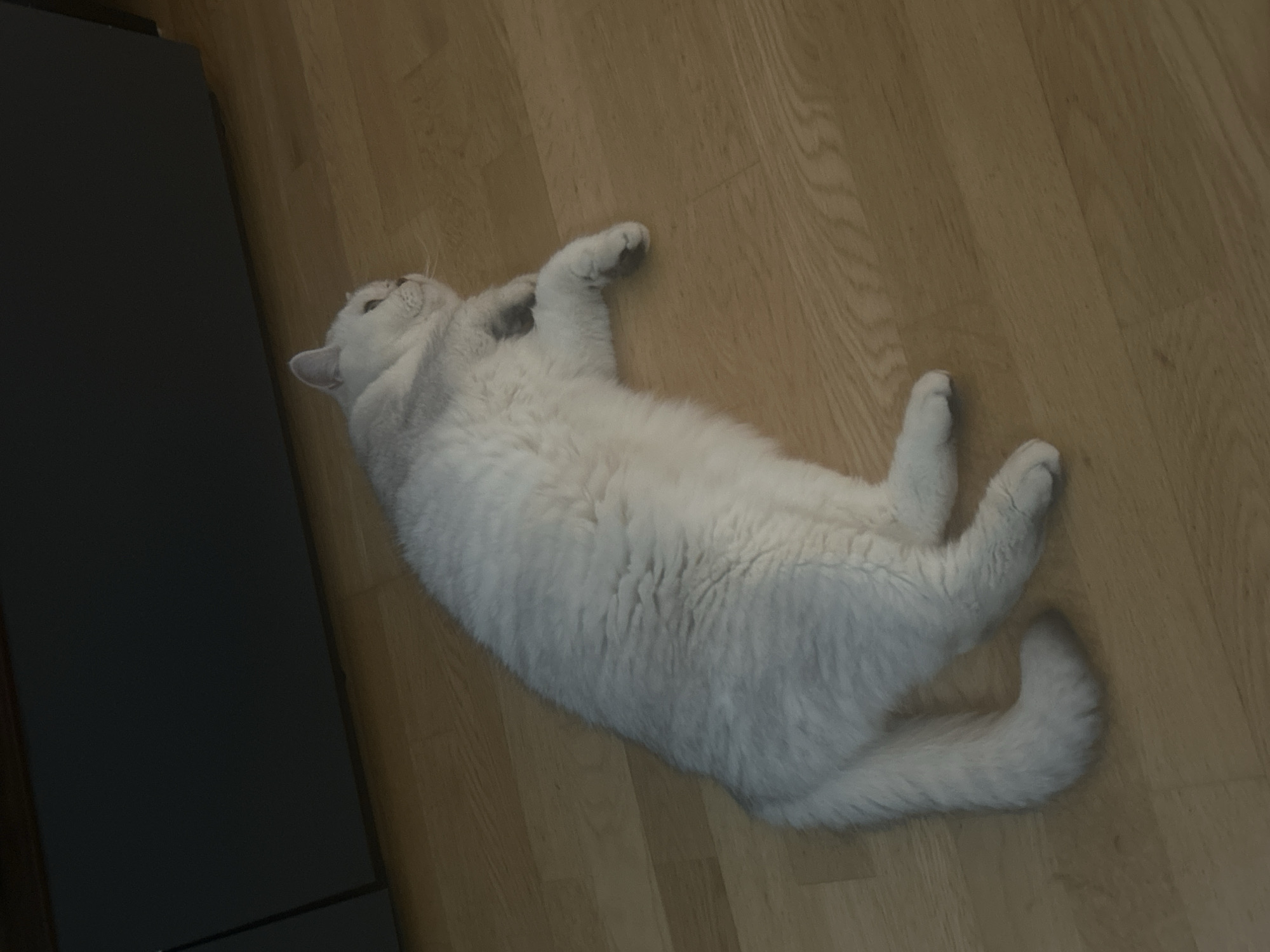 A white cat is lying on a wooden floor. A dark, rectangular object, possibly furniture, is located on the left side of the image. The cat is positioned diagonally across the frame, with its head near the left side and its tail pointing towards the lower right corner.