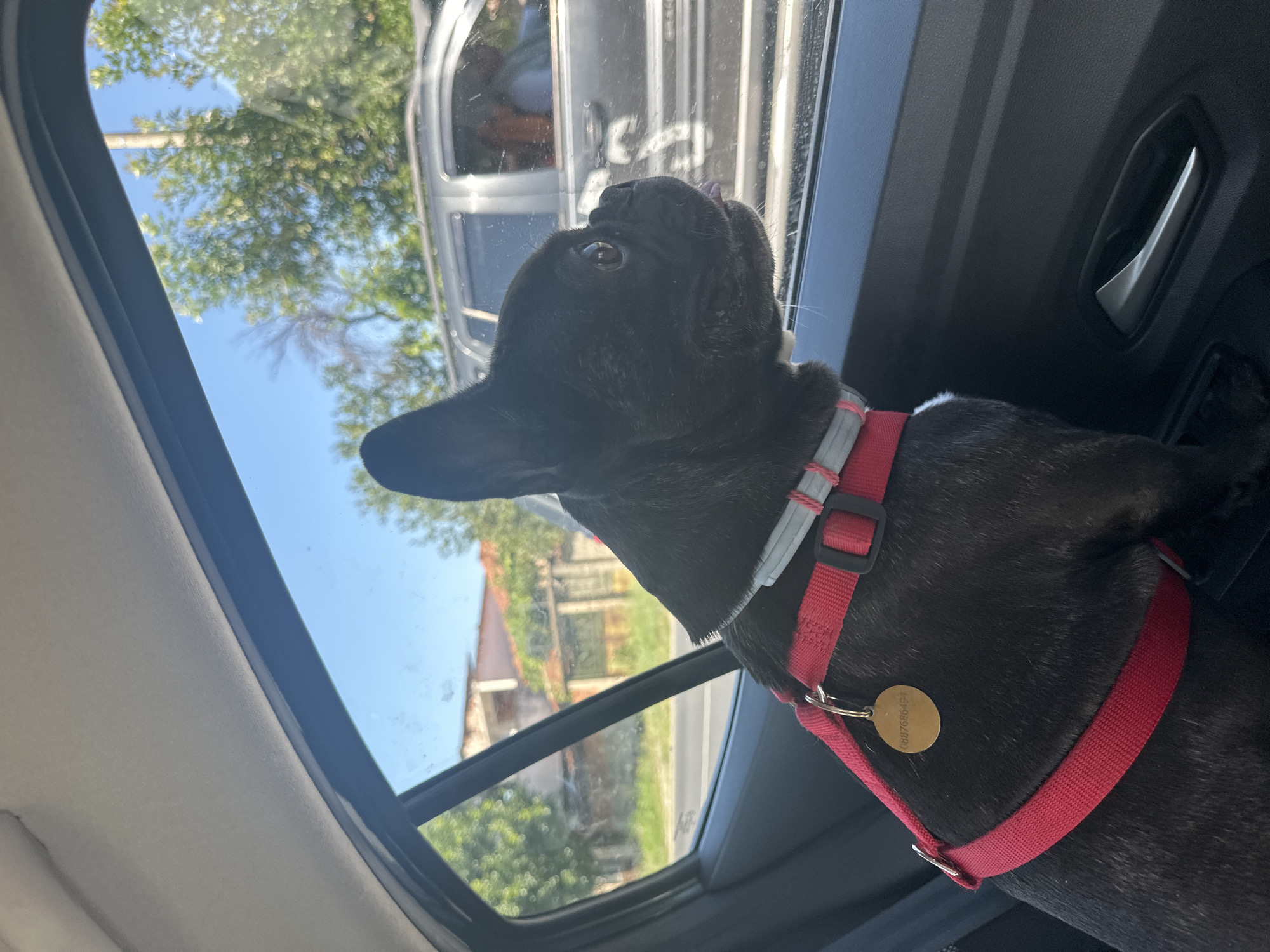 A black French Bulldog wearing a red harness is looking out the rear passenger window of a car. The dog's tongue is slightly extended. In the background, a grey SUV is driving alongside the car, and its driver is visible through the window. Outside the car, trees and a building with a red roof are visible under a clear blue sky. The car's interior, including the door panel and handle, is in the foreground. The scene appears to be set in the city of Pesnopoy, Bulgaria.