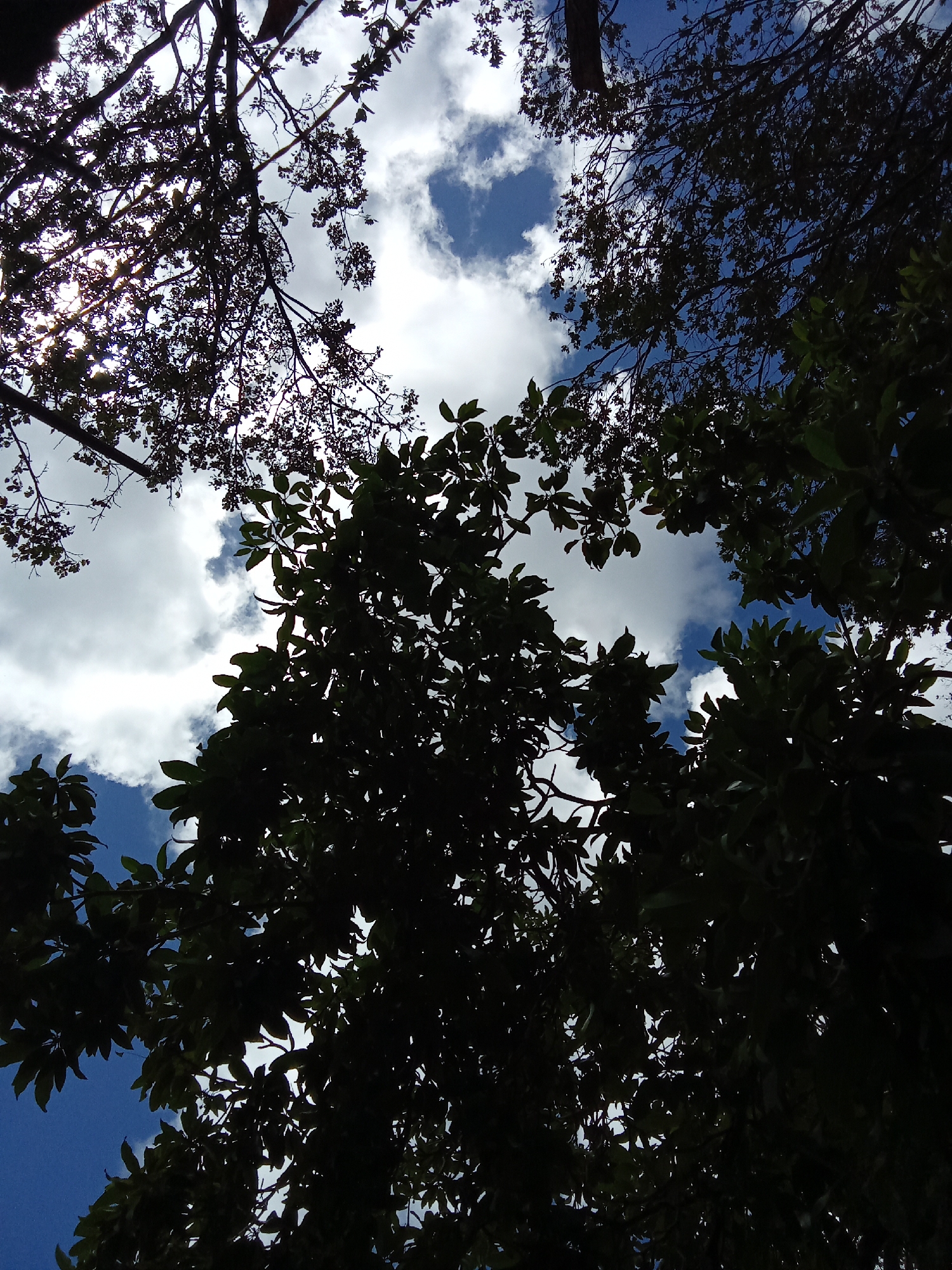 The image is a view looking up through trees towards a cloudy sky. The trees are mostly silhouetted against the bright sky. Some sections of blue sky are visible amidst the clouds. The location, Juan Griego, Venezuela, is based on prior knowledge. There are no people, subjects, objects, actions, or interactions discernable other than the environmental components.