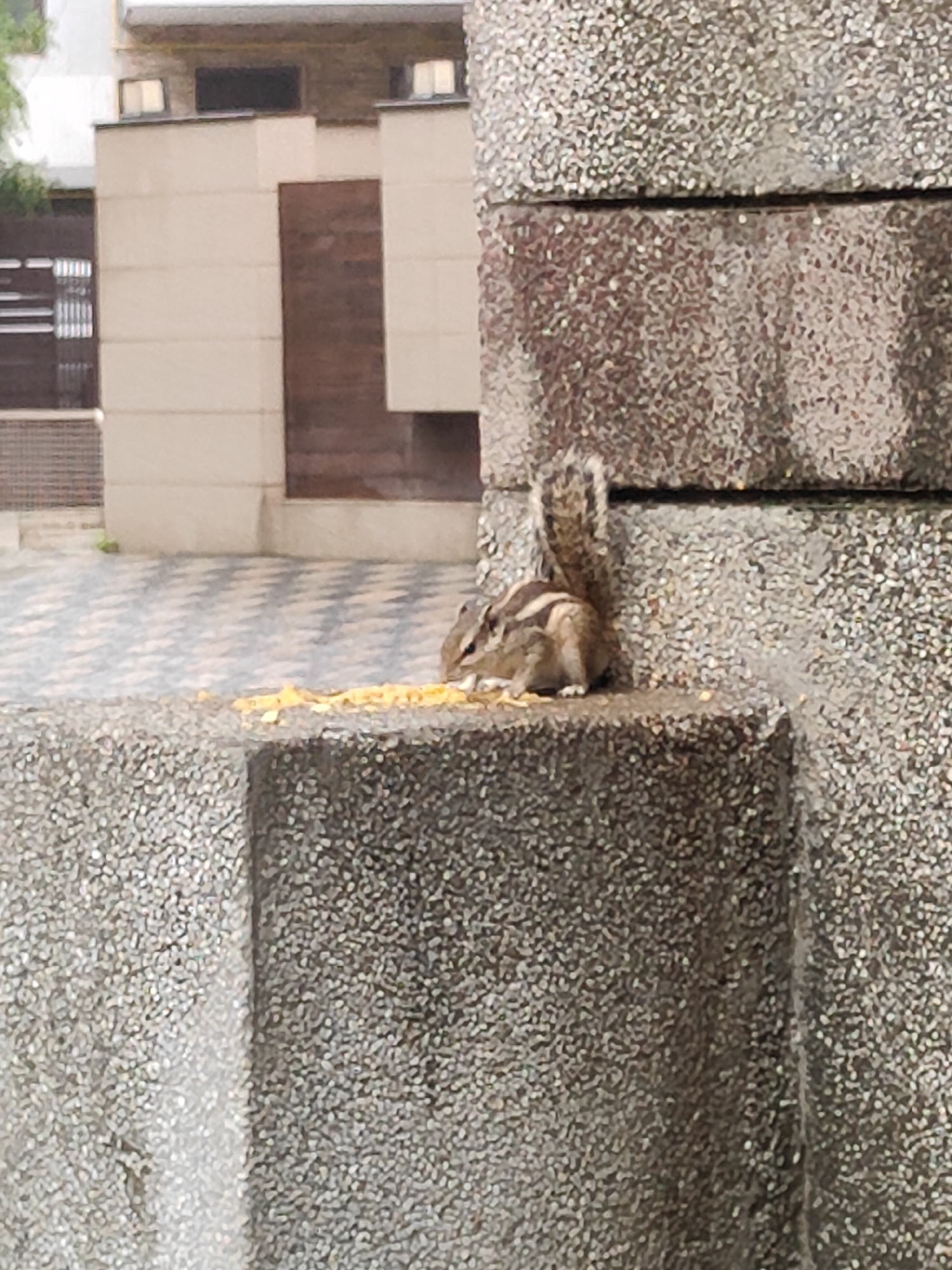A squirrel is eating scattered kernels on a textured gray ledge in Gurgaon, India. The ledge is part of a larger outdoor structure with a tiled floor visible in the background. Behind the squirrel and ledge, a building with beige and brown panels is visible, along with a metal gate. The lighting suggests it is daytime.