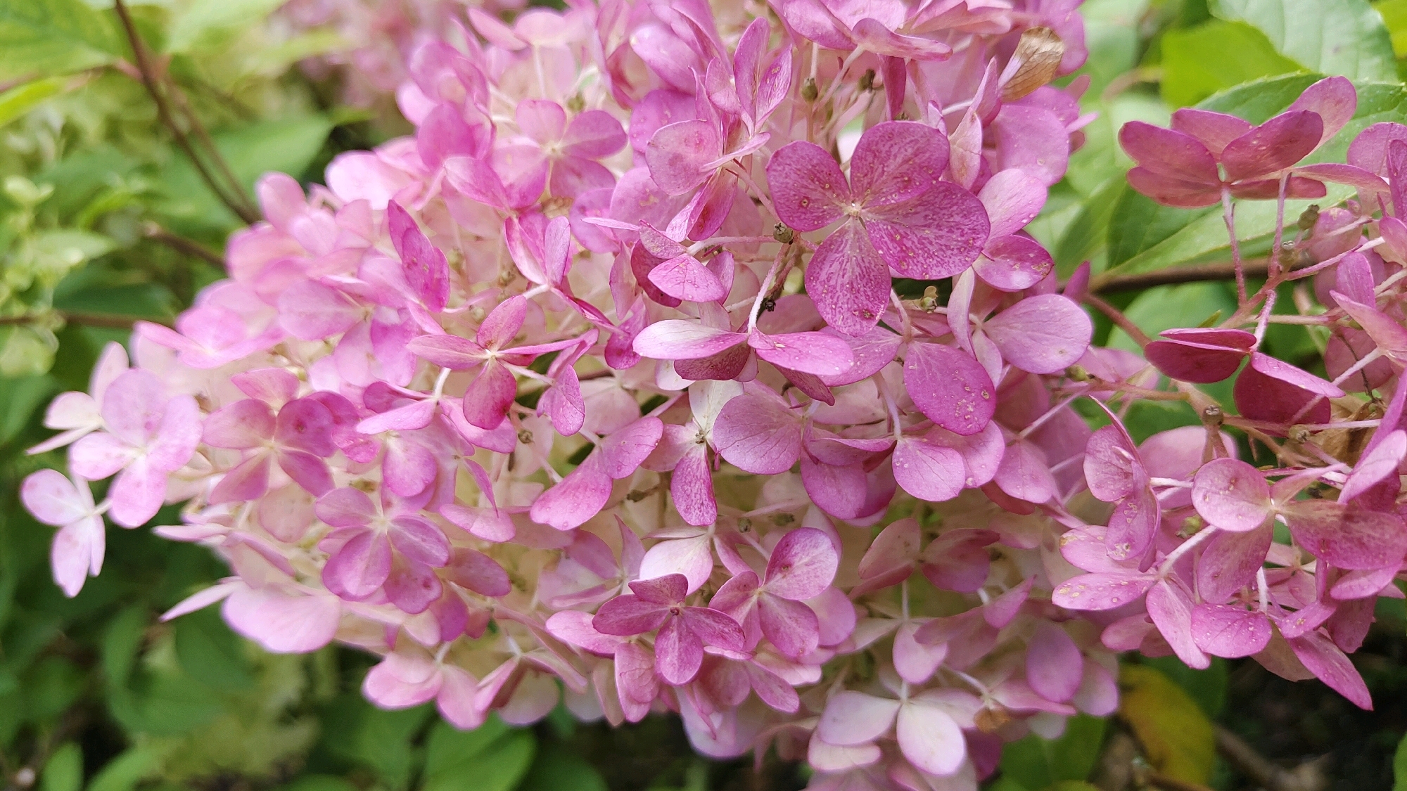 A close-up, eye-level shot captures a cluster of pink hydrangea flowers against a blurred green background. The flowers are a vibrant mix of pink and white, with some petals displaying small water droplets, suggesting recent rain or dew. The focus is sharp on the blooms, highlighting their delicate texture and intricate petal arrangements. The background consists of green foliage and branches, out of focus, providing a soft contrast to the colorful flowers. The image was taken outdoors, likely in a garden or park setting in Krasnoyarsk, Russia, given the presence of lush vegetation characteristic of the region's temperate climate. There are no people or animals visible in the frame. The overall impression is one of natural beauty and tranquility.