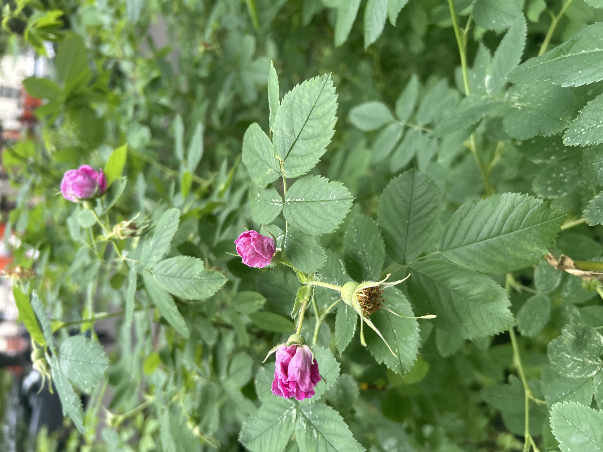 The image shows a close-up view of a plant with pink rose blossoms and green leaves. The plant appears to be outdoors in a garden or natural environment. There are three visible rose blossoms: one fully opened and beginning to wilt, one tightly closed, and one faded and drying. The leaves are green with a serrated edge, and some have white spots on them. The background is a blur of more green foliage. It is not possible to confirm the location to be Moscow, Russia, based solely on the information provided in the image.