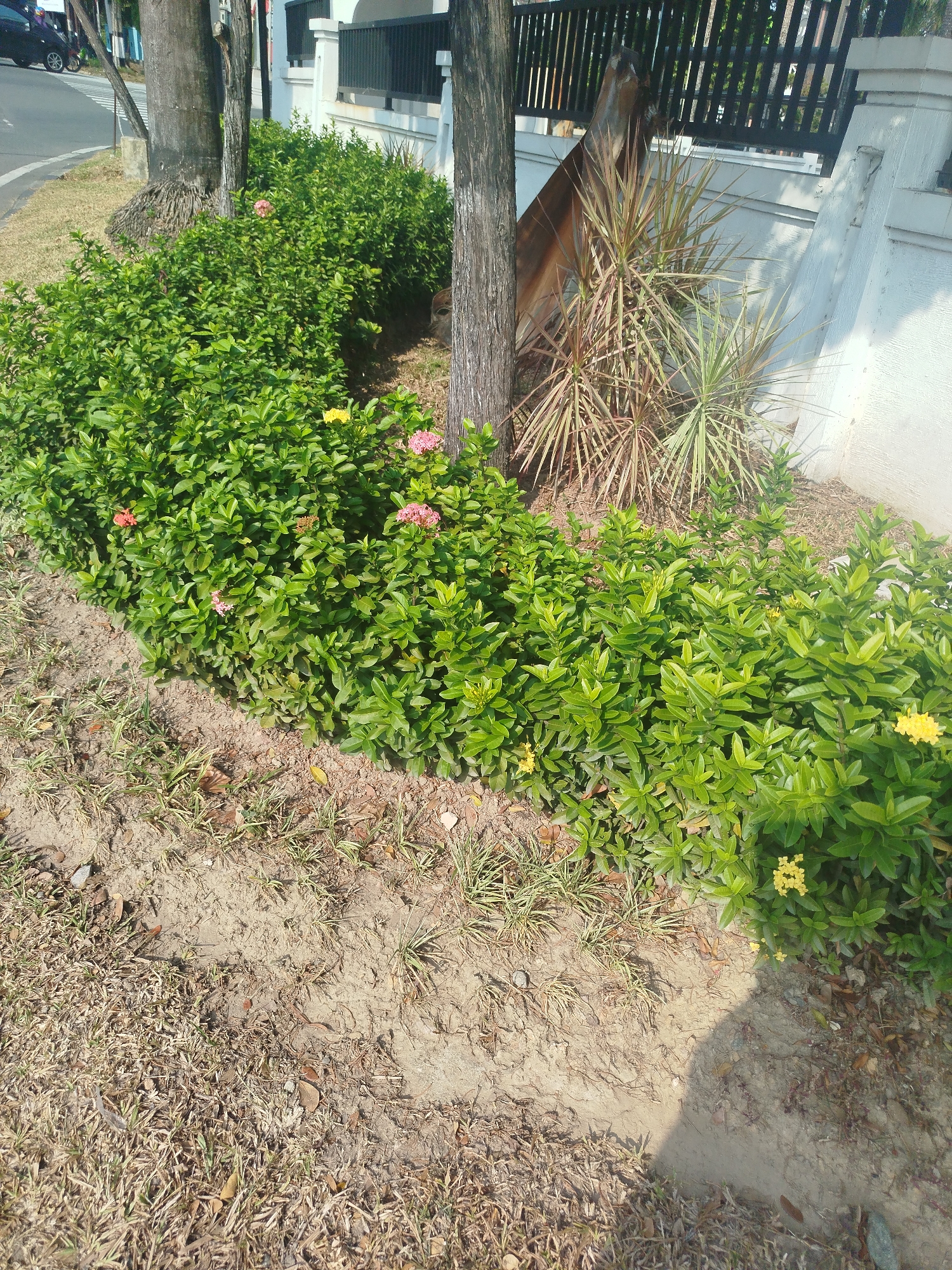 The image shows a well-maintained garden bed along a paved road in Balikpapan, Indonesia. The garden features dense green bushes with some small pink and yellow flowers interspersed. Two trees, one with a rough, textured bark and another appearing to be a palm tree with exposed roots, are situated within or adjacent to the garden. Behind the bushes, a white wall with a black metal fence is visible. In the background, the road curves to the left, and a black car is partially visible. The ground in the foreground is a mix of dry grass and sandy soil, with some scattered dry leaves. The lighting suggests it is daytime, with shadows cast across the garden.