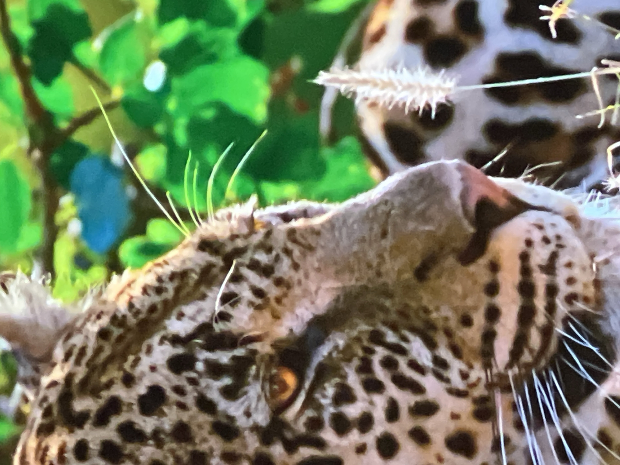 The image shows a close-up of a leopard's face, with its distinctive spotted fur and bright orange eye visible. The leopard is looking to the left, and its whiskers are fanned out. In the background, there are blurred green leaves and some blue shapes. There is also a hint of another leopard's spotted body on the right side of the image. The overall impression is one of a wild animal in its natural habitat, possibly a savanna or jungle environment. There is no indication of the city of Casablanca, Morocco, or any urban setting.