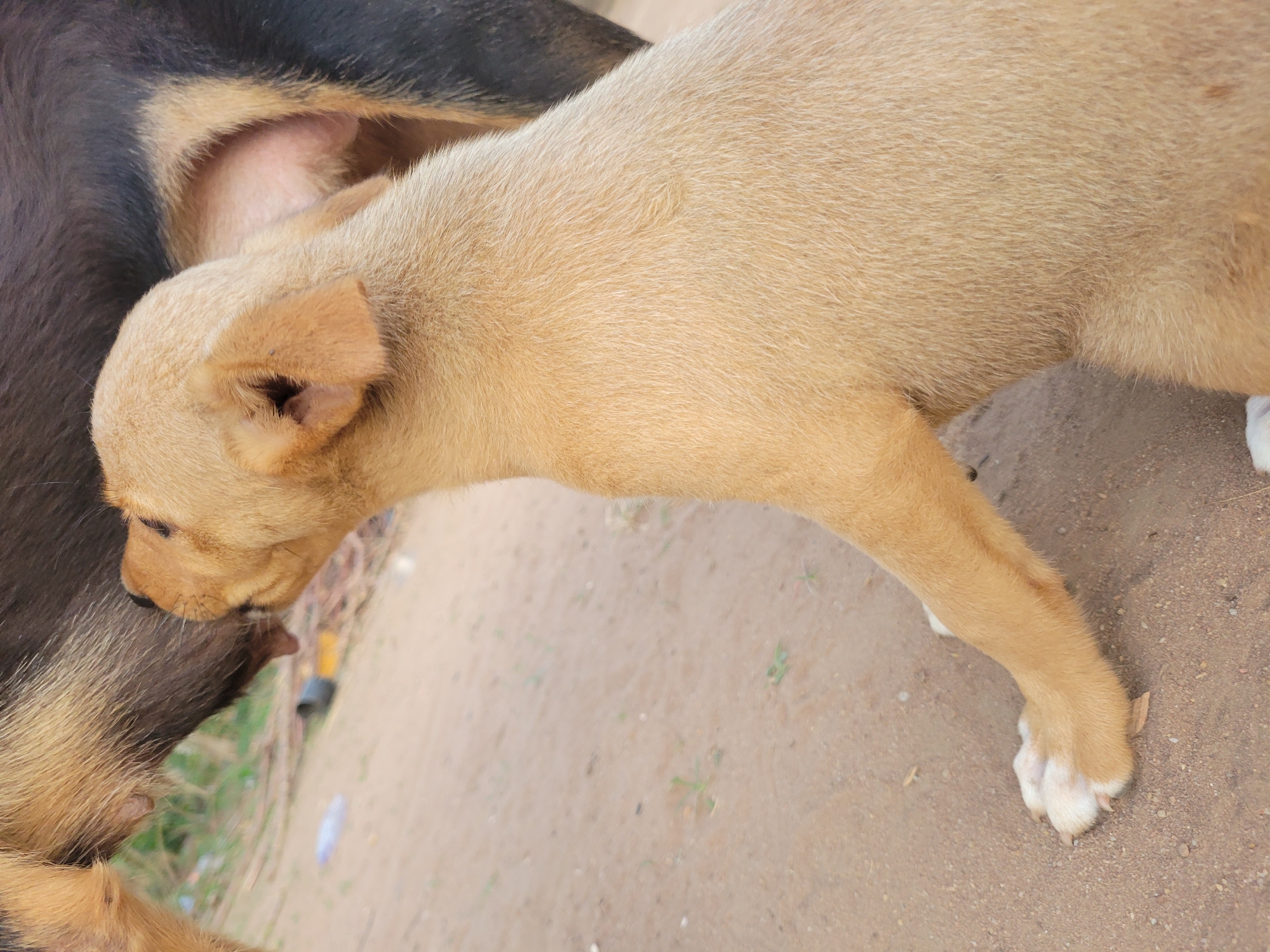 The image displays a light-brown puppy nursing from an adult dog, likely its mother. The puppy, characterized by its short, tan-colored fur and upright ears, has its head positioned close to the dark-furred adult dog's belly area, appearing to suckle. The adult dog has predominantly dark brown or black fur, with lighter tan markings visible on its leg and underbelly.
The scene takes place outdoors on a dry, light-brown dirt or sandy ground. In the background, there are hints of sparse green and brown vegetation, suggesting a natural, unpaved environment. The bright, even lighting indicates that the photograph was taken during the daytime, under clear and dry weather conditions. The interaction between the two dogs portrays a tender moment of maternal care and nourishment. No text is visible in the image. This event occurred in Markurdi, Nigeria.