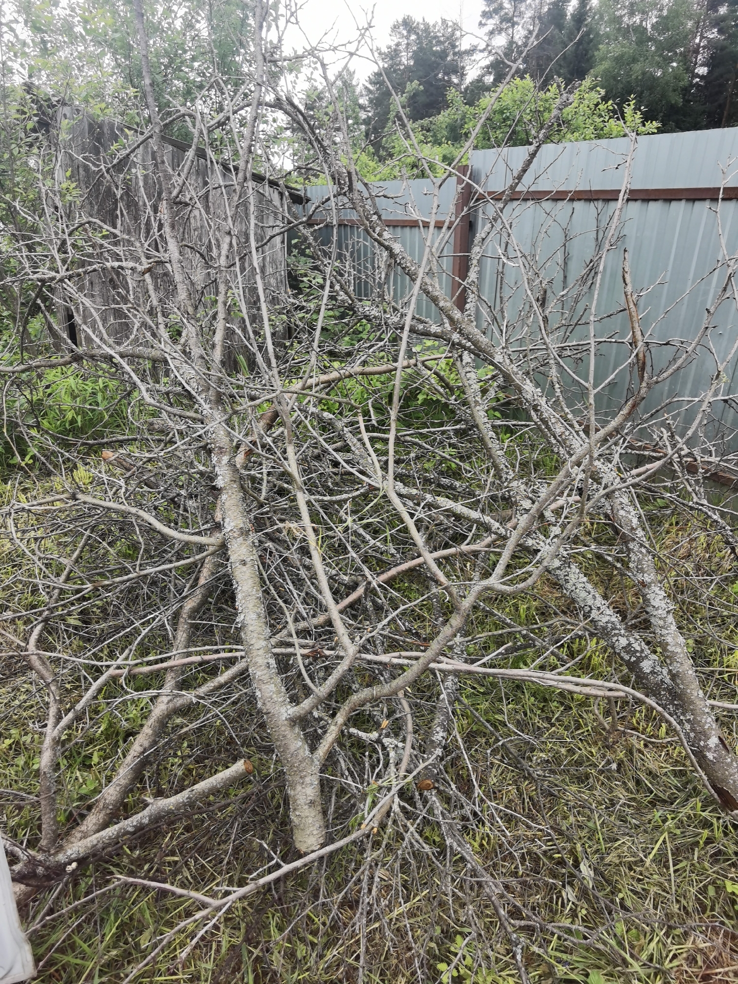 In Прикамский, Russia, a substantial pile of dry, severed tree branches, varying in thickness, lies horizontally across the lower two-thirds of the frame. The branches, exhibiting light gray-brown bark, some with patches of white lichen, are scattered over ground covered in green and yellowing grass mixed with sparse green foliage. In the left background, an aged, vertically planked wooden structure or fence section is partially visible, obscured by green leaves and additional branches. To the right of the background, a light gray corrugated metal fence with dark brown horizontal support beams extends. Beyond the fences, a dense line of mixed deciduous and coniferous trees forms the distant background under an overcast sky. No individuals or animals are present. The scene depicts an outdoor area, likely a parcel of land undergoing clearing or maintenance.