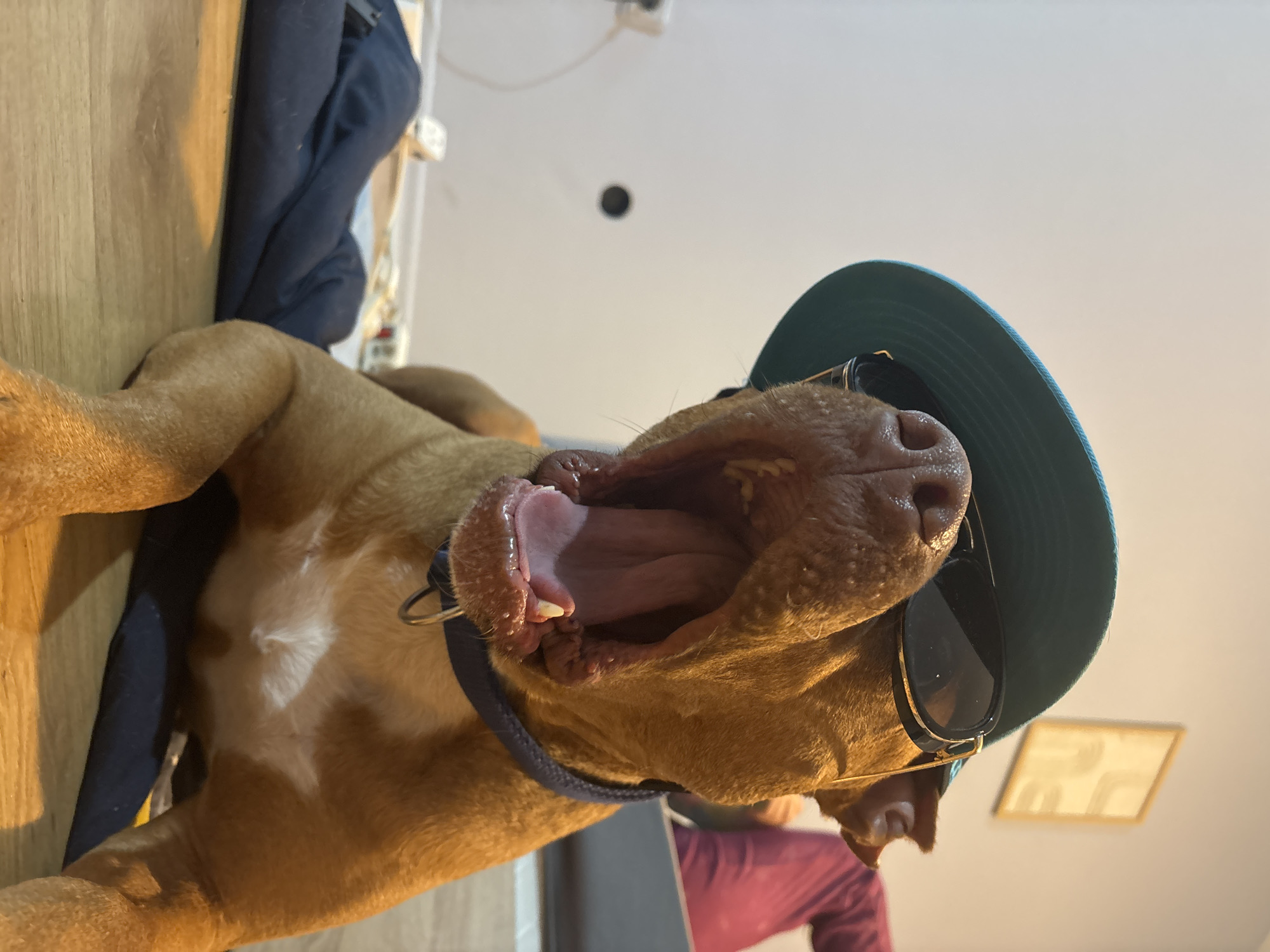 A tan dog lies on its back with its mouth open wide as if yawning. The dog is wearing a blue hat and black sunglasses. The dog has a blue collar. The dog is on a wood floor. In the background is a navy blue shirt and a white ceiling with a black spot. The location in Sofia, Bulgaria, is not discernable from this image.