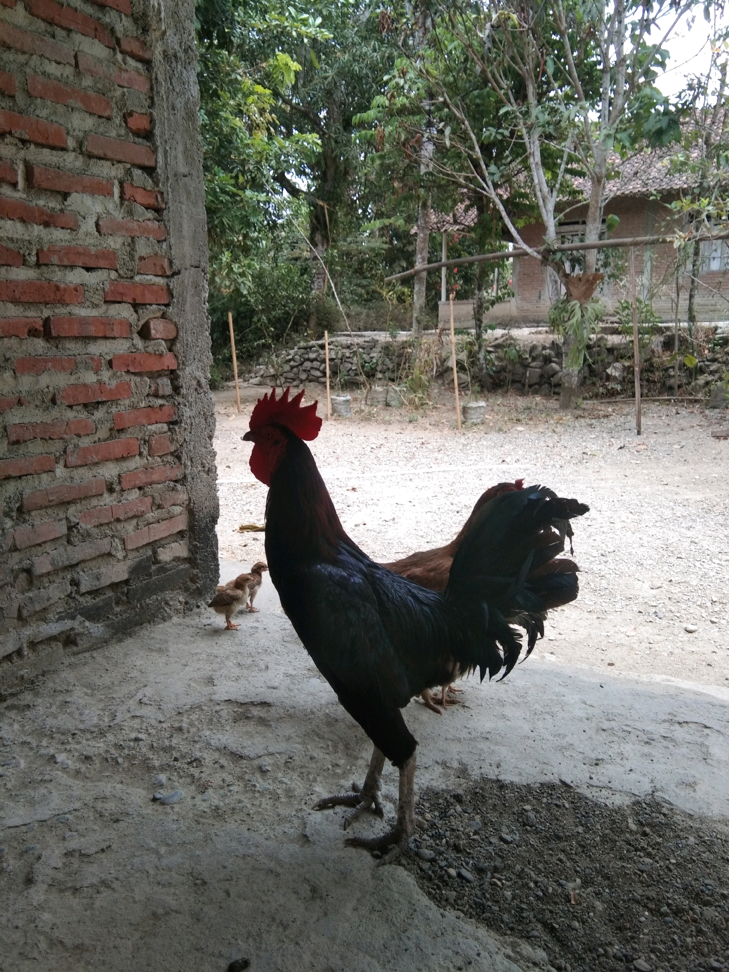 In Karangsambung, Indonesia, a black rooster with a bright red comb stands prominently on a concrete surface. It is positioned near a rough brick wall with visible cement. Two small, brown chicks are near the rooster, to its left. In the background, a brown hen is partially visible. The environment appears to be rural, with trees, foliage, and a building with a tiled roof visible further back. The ground is a mix of concrete and gravel. The scene is captured during daylight.