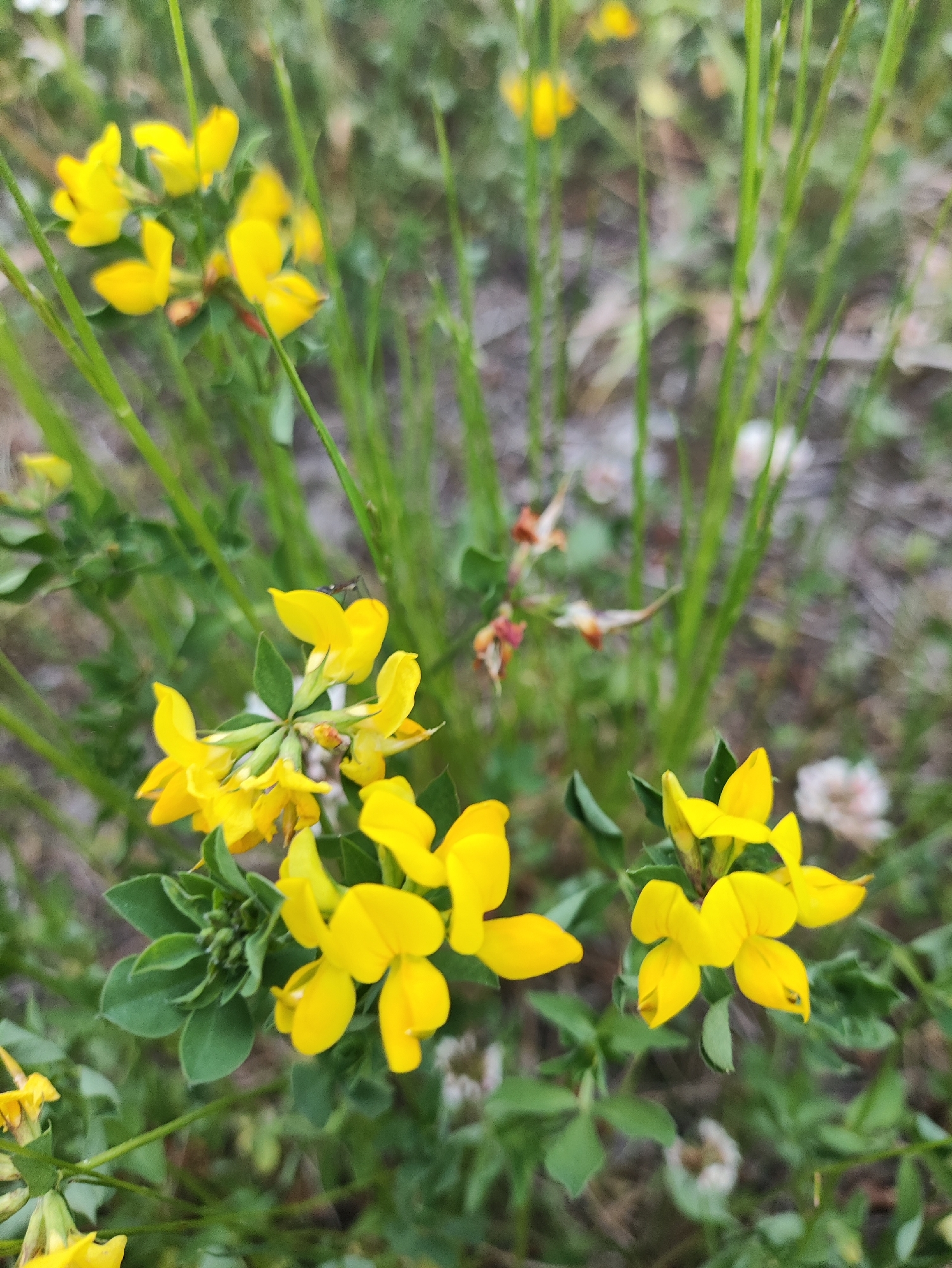 This is a close-up, eye-level, outdoor photograph of a cluster of bright yellow flowers with green leaves and stems. The flowers are small and have a distinctive butterfly-like shape. The background is softly blurred, suggesting a natural, possibly grassy or meadow-like environment. The lighting appears natural, and the overall impression is one of delicate flora in a wild setting. There is no indication of the specific location within Tallinn, Estonia.