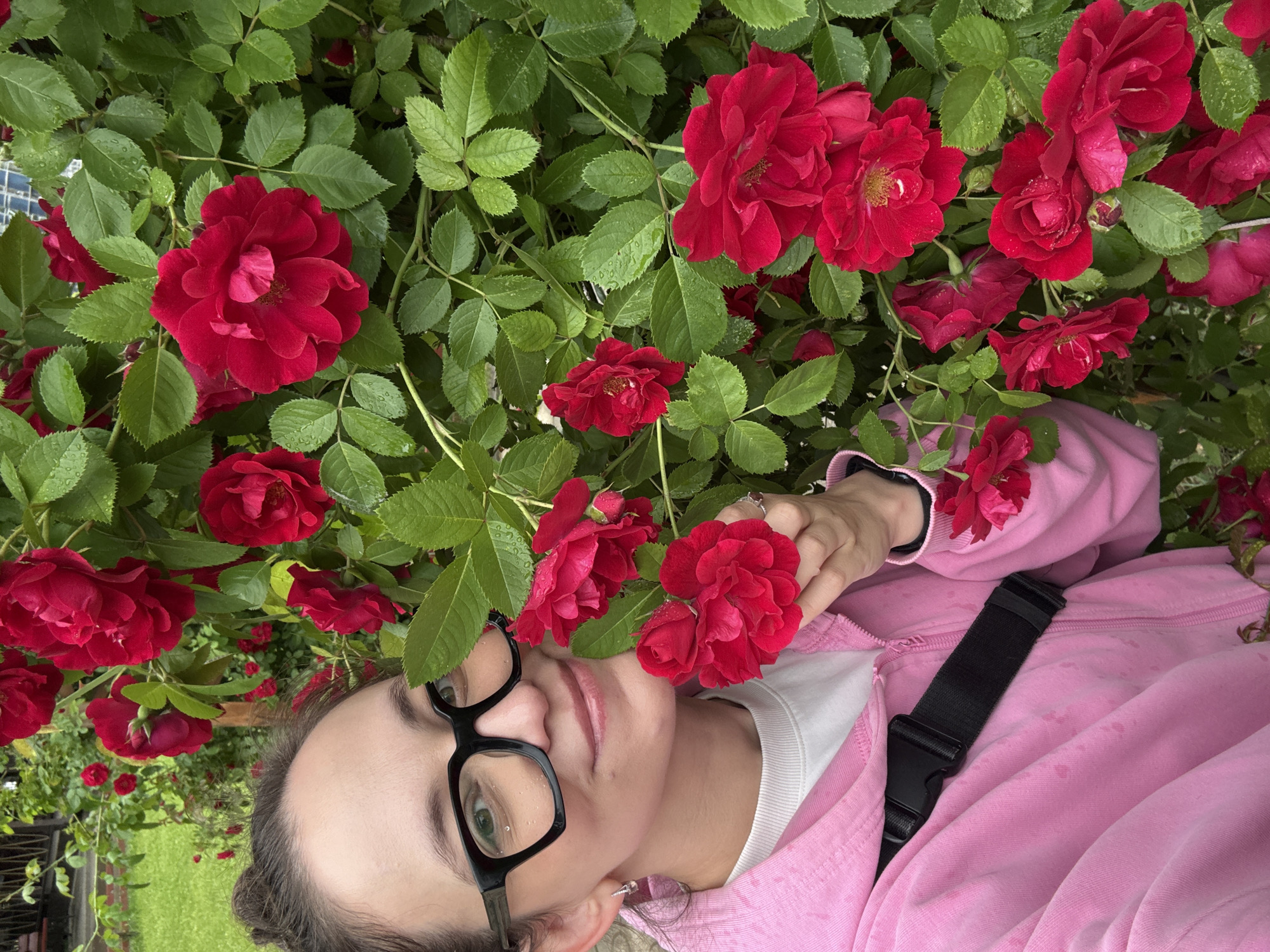 A young woman with dark hair pulled into a bun and wearing thick-rimmed black glasses is taking a selfie in front of a bush of bright red roses. She is smiling and holding one of the roses up to her face. She is wearing a pink hooded jacket over a white t-shirt and a black strap is visible across her chest. The roses are vibrant and have water droplets on their petals, indicating it may have recently rained. The background shows lush green grass and the suggestion of a fence. The scene appears to be outdoors, likely in a garden or park. The location is identified as Chaikovsky, Russia.