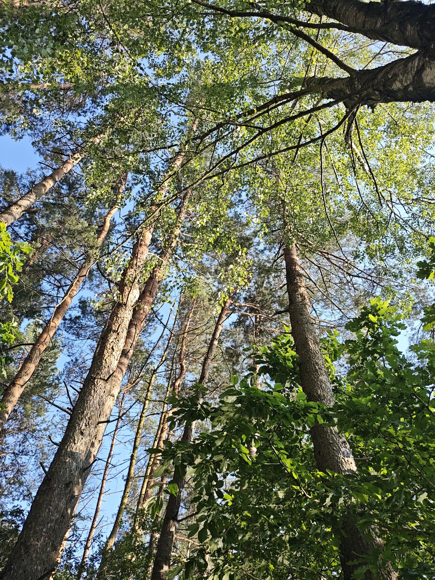 This is a low-angle shot looking up into a forest canopy under a clear blue sky. The foreground features the textured bark of several large trees, primarily pines, with their branches extending upwards and outwards. Lush green leaves, some broad and some needle-like, fill the upper portion of the image, interspersed with patches of sunlight filtering through. The image appears to be taken outdoors, possibly in a forest or park area, and no people or animals are visible. The scene suggests a natural, wooded environment. The location is identified as Lewiczyn, Poland.
