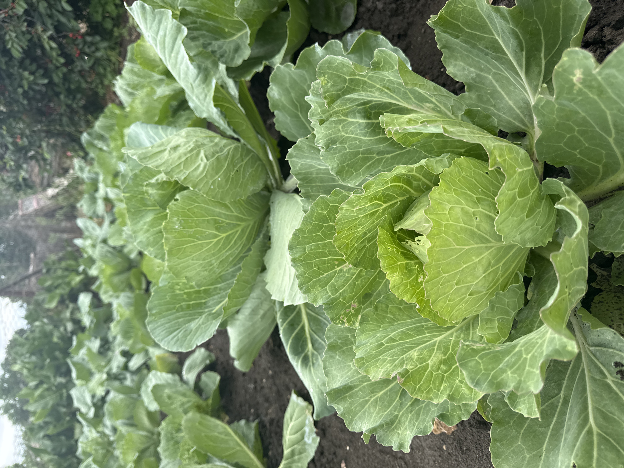In Bereznehuvate, Ukraine, a field of fresh cabbage plants grows in rich, dark soil. The camera is positioned at eye level, focusing on the foreground where several large, vibrant green cabbages dominate the frame. Their leaves are lush and textured, with some showing the characteristic crinkles and veins of healthy growth. In the background, more rows of cabbage extend into the distance, creating a sense of abundance. The sky above is overcast, casting a soft, diffused light over the entire scene. The overall impression is one of a thriving agricultural landscape, showcasing the early stages of a bountiful harvest.