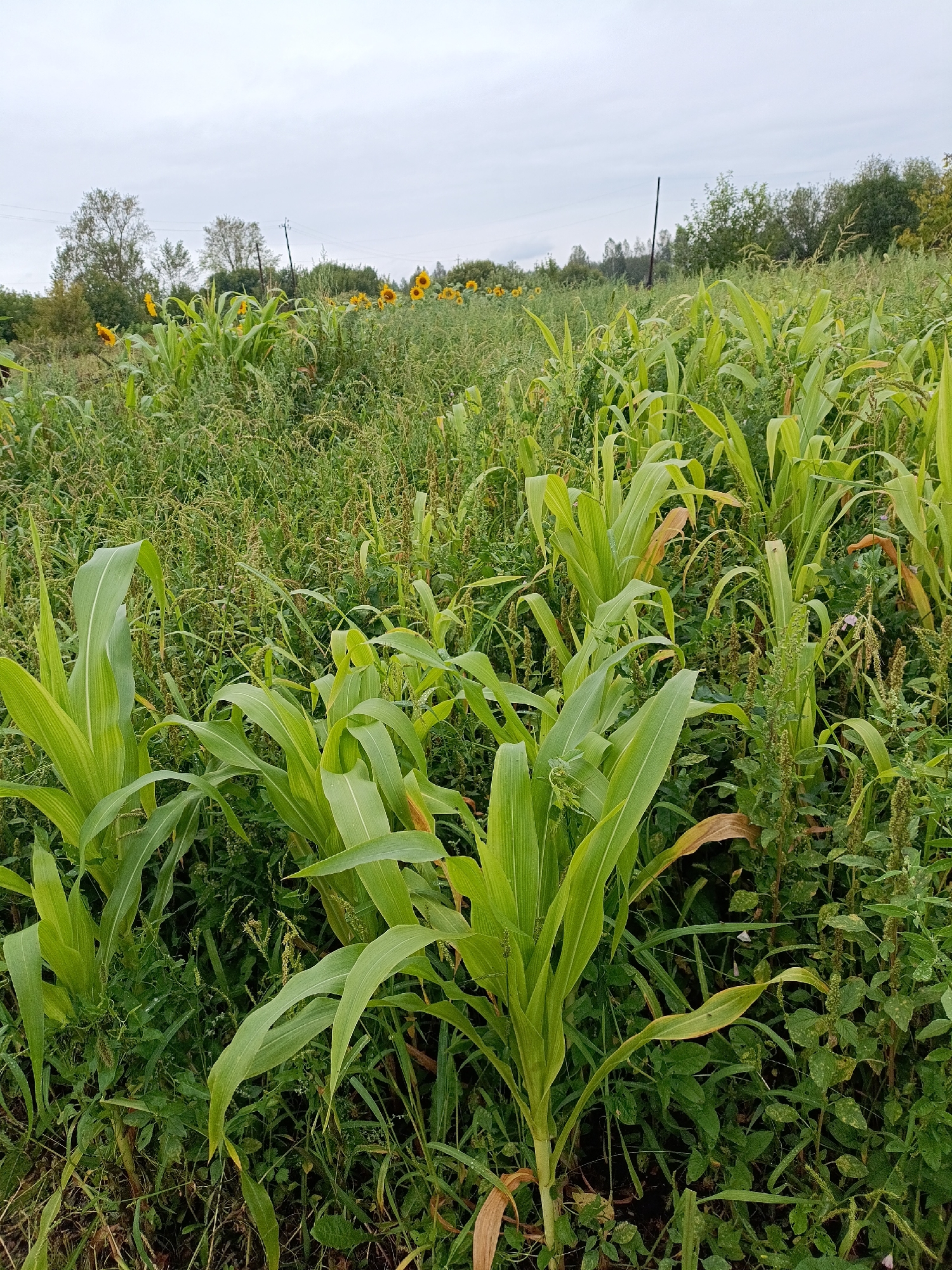 In a field in Yasnaya Polyana, Russia, a crop of young corn plants stands prominently in the foreground. The plants are characterized by their vibrant green, broad leaves. Beyond the corn, the field is densely populated with a variety of weeds and grasses, interspersed with blooming sunflowers in the mid-ground. The background reveals a line of trees and vegetation under an overcast sky. Power lines are visible against the sky, stretching across the landscape. The scene depicts a natural agricultural setting with a mix of cultivated and wild plants.