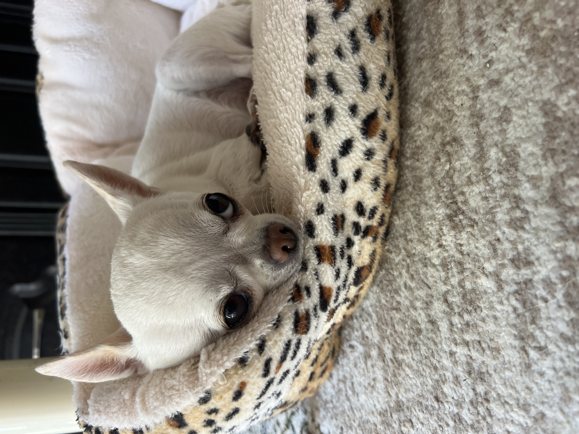 A close-up, eye-level shot shows a white Chihuahua resting in a leopard-print dog bed. The dog's fur is short and smooth, and its ears are pointed upwards. Its large, dark eyes are looking directly at the camera, and its nose is a dark brown color. The dog bed is soft and plush, with a cream-colored interior and a leopard-print exterior. The bed is placed on a light-colored, textured carpet. The background is blurred but appears to be indoors, with a dark object that could be furniture or a pet crate visible behind the dog. The lighting is natural and soft, highlighting the dog's features and the textures of the bed and carpet. The image does not contain any information about the city of Fontanka, Ukraine.