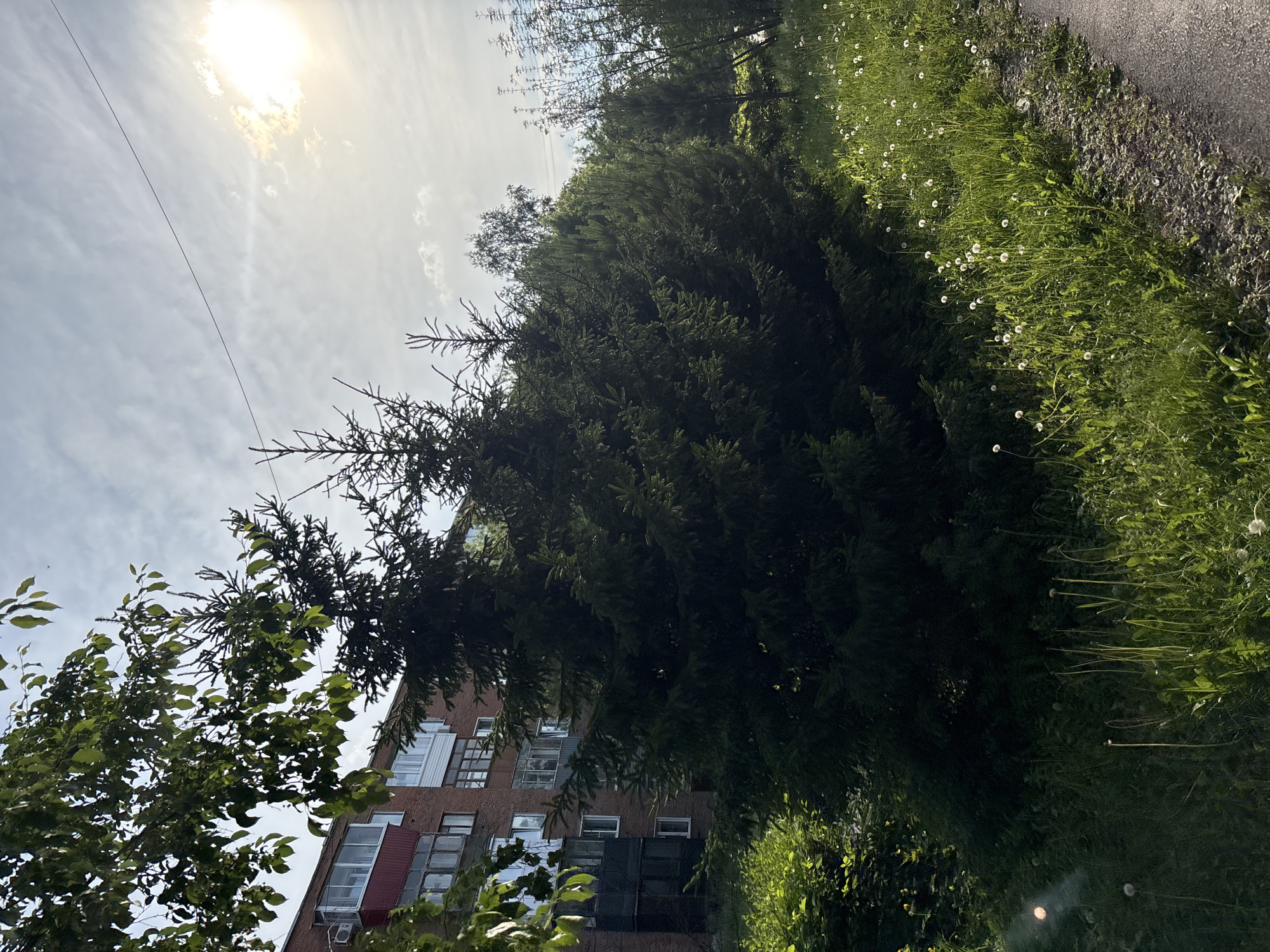 This is an outdoor, eye-level, full-shot photograph of a building and trees in the city of Inskoy, Russia. The building is a multi-story brick apartment building with balconies and windows. In front of the building are several evergreen trees, the largest of which is a dense spruce. To the right of the trees is a patch of grass with numerous dandelions. A paved path runs along the right edge of the frame. The sky is cloudy with the sun visible in the upper right corner. The lighting suggests it is daytime, likely late afternoon. There are no people or animals visible in the image.